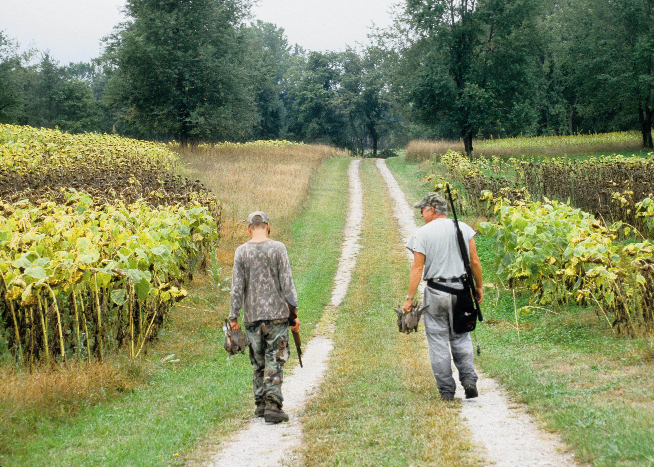 dove hunting