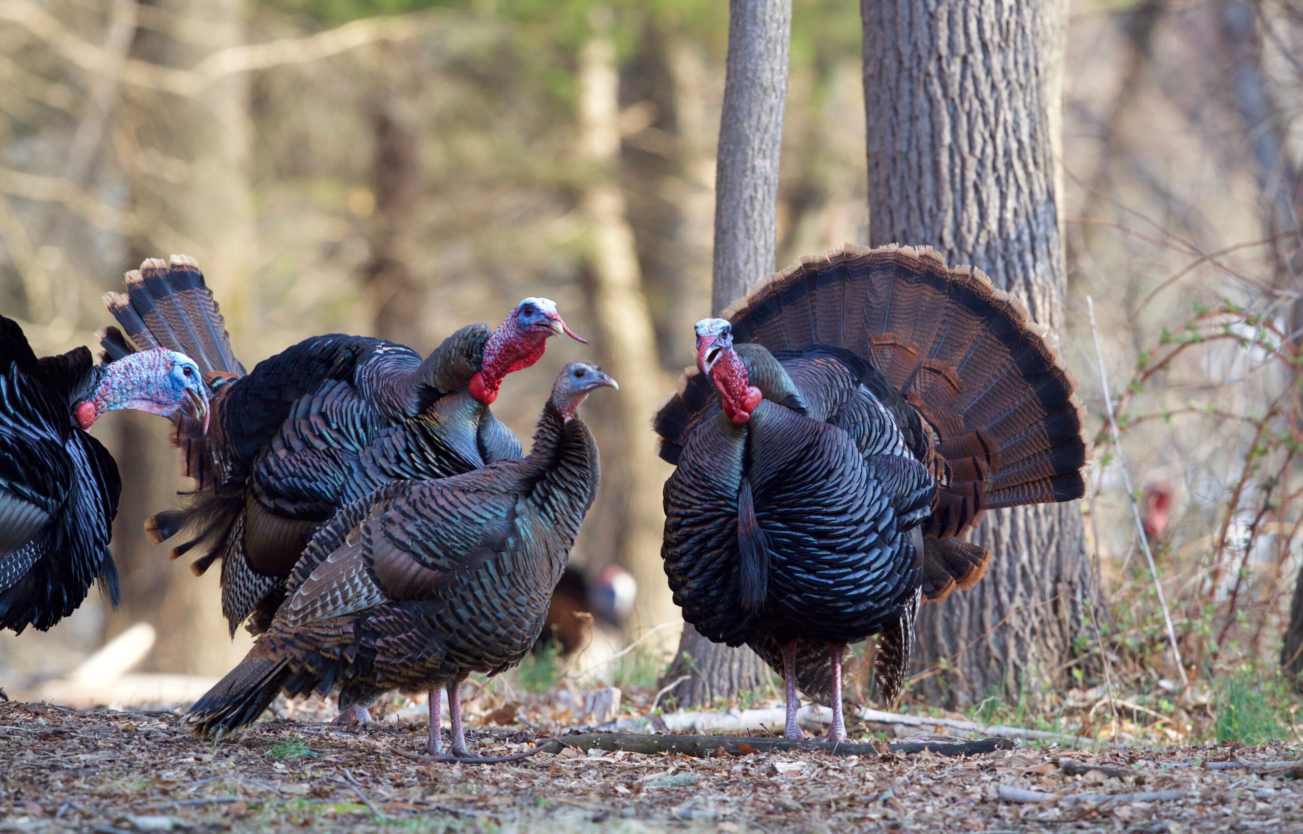 turkey hunting