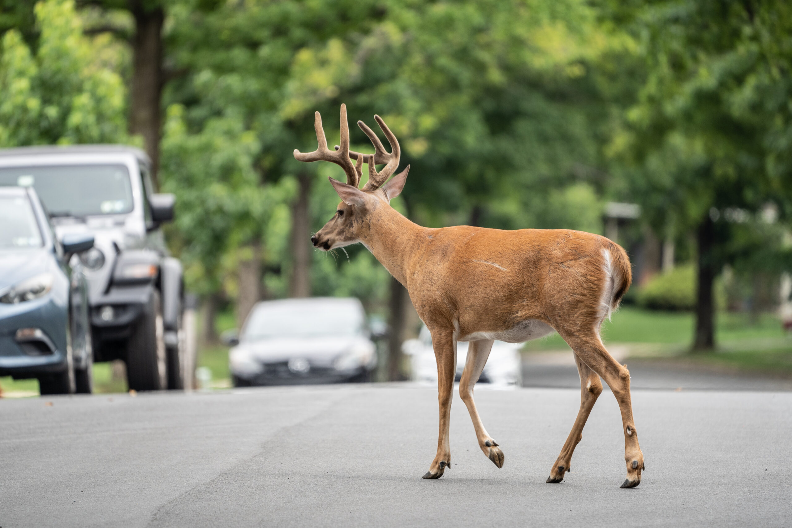 suburban hunting