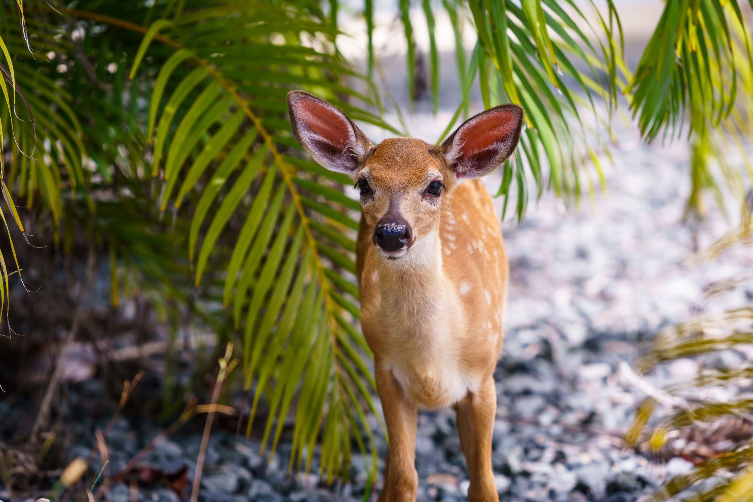 Protecting Key Deer in the Florida Keys Deer Fawn: What to do When You Find One