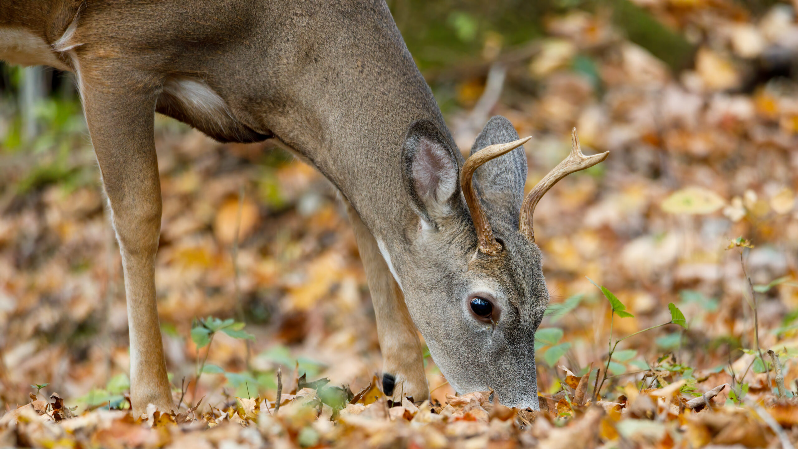 deer season