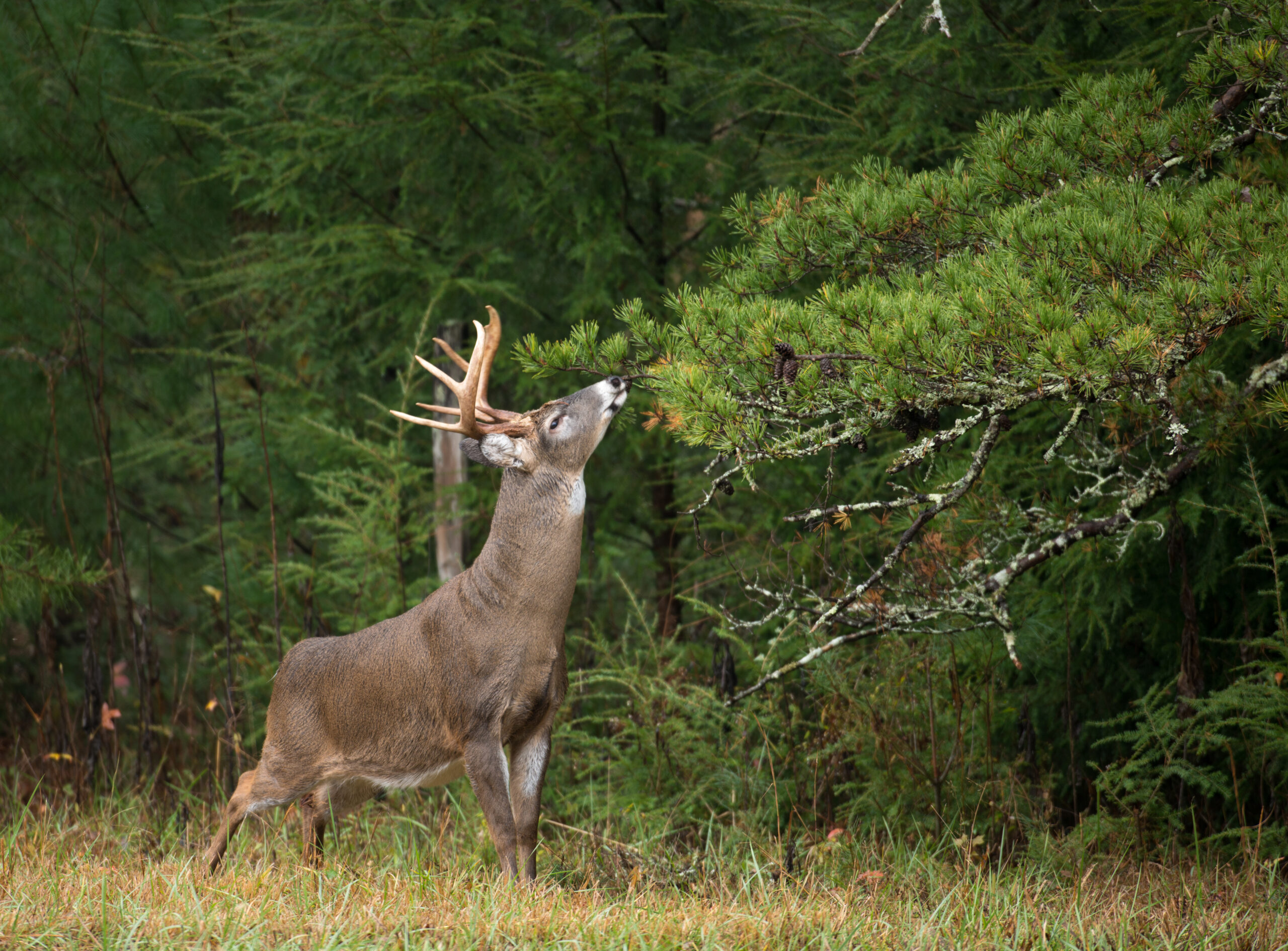 deer rut