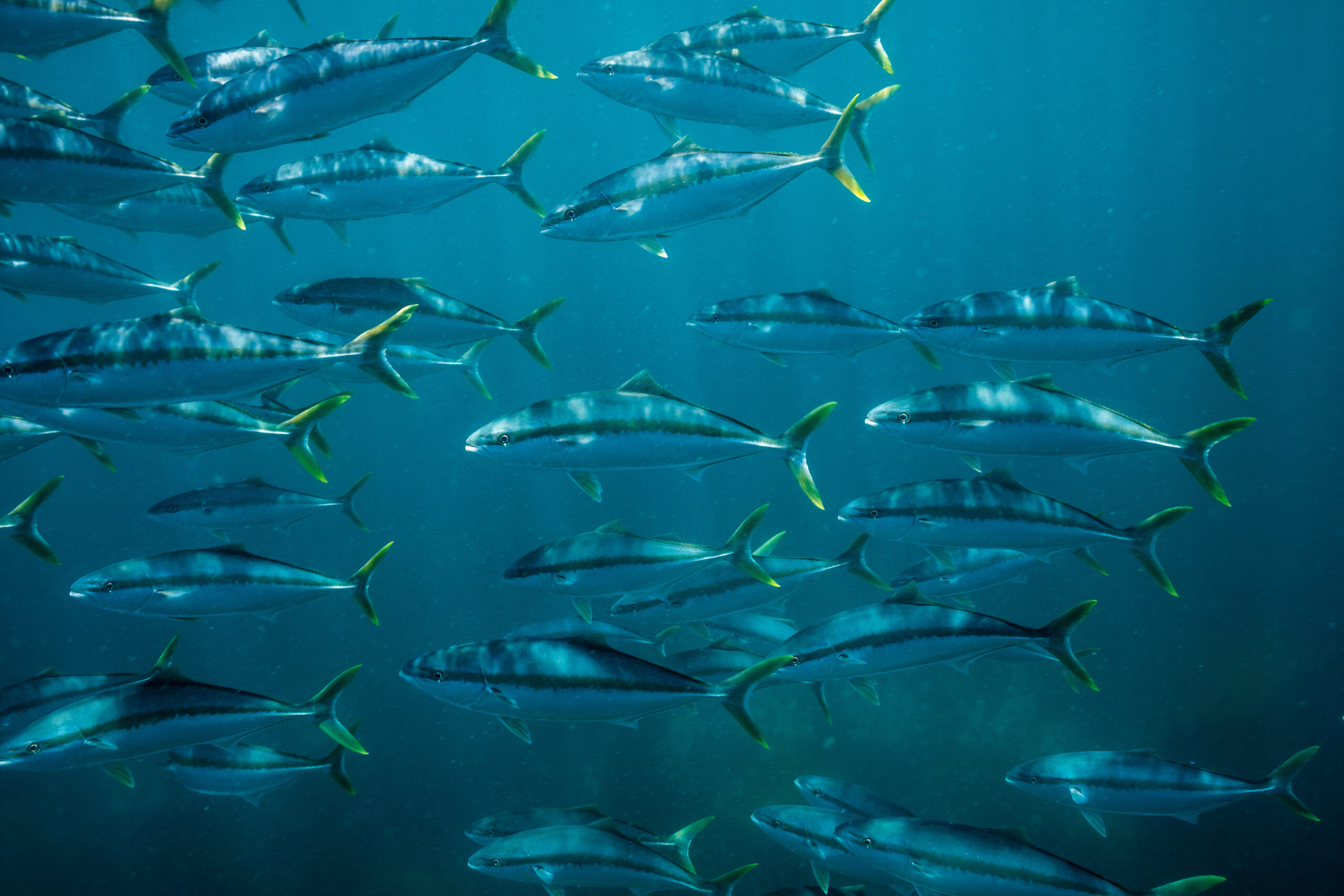 yellowtail fishing