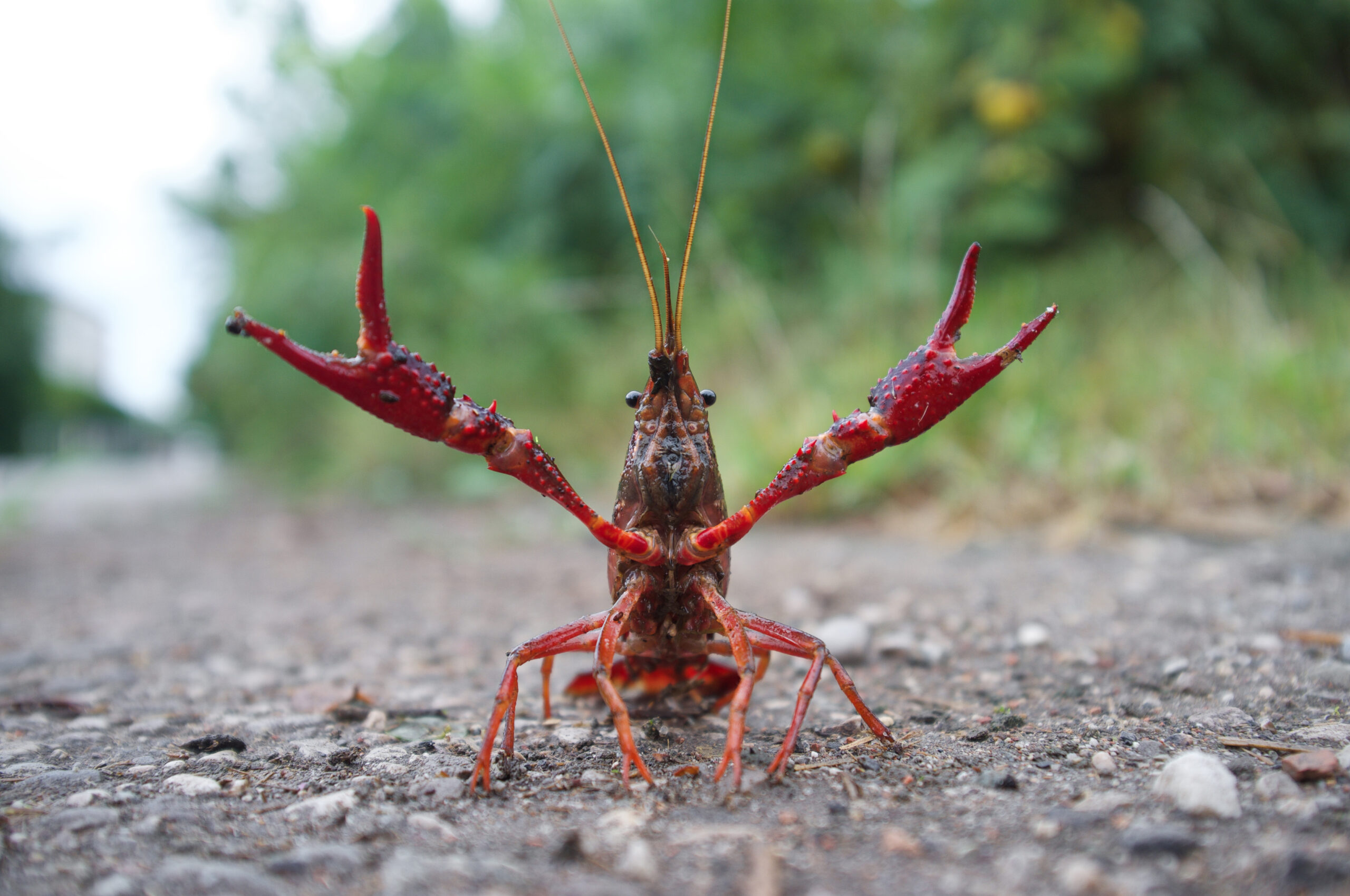 catching crawfish