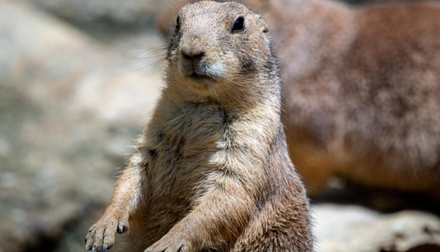 Where to Hunt Prairie Dogs in Kansas iSportsman USA