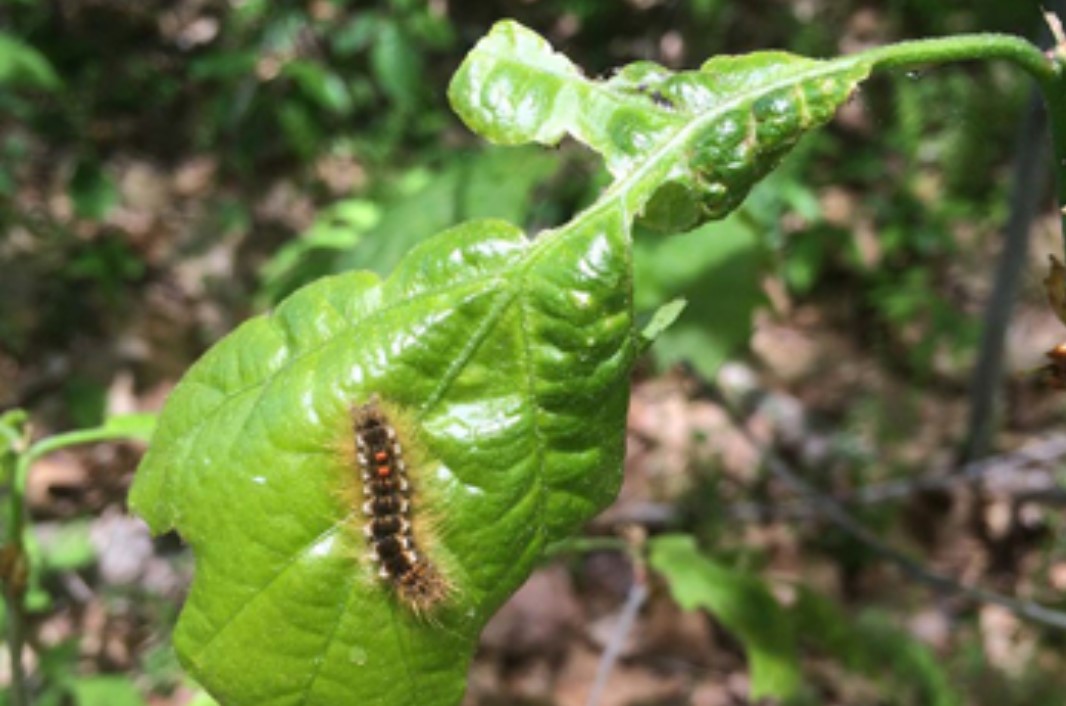 Browntail moth larvae. Browntail Moth Awareness Month