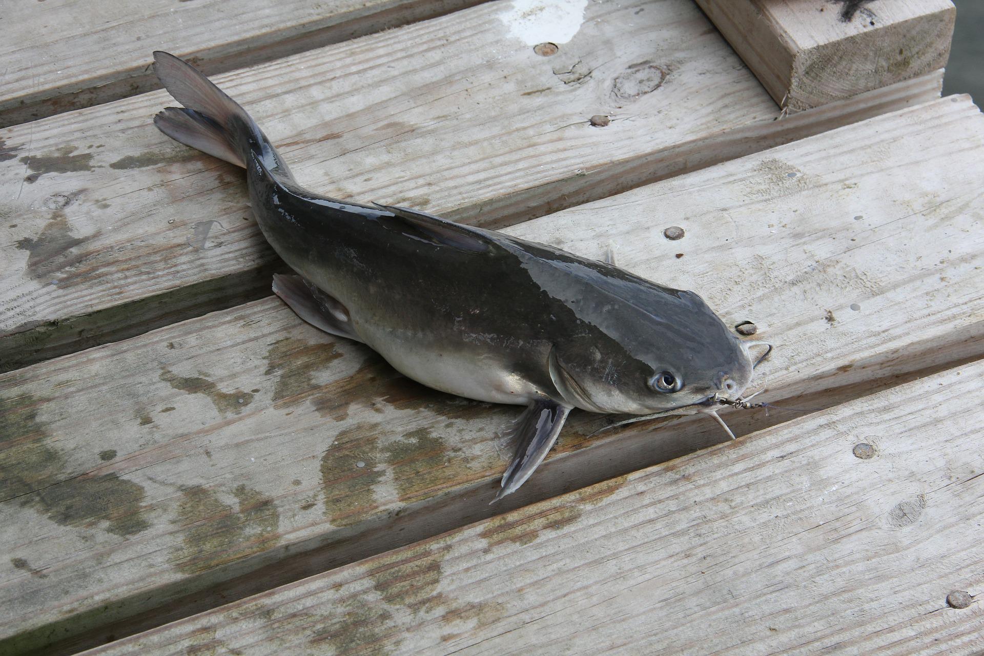 A bullhead catfish on a fishing pier. The Secret to Catfish Success