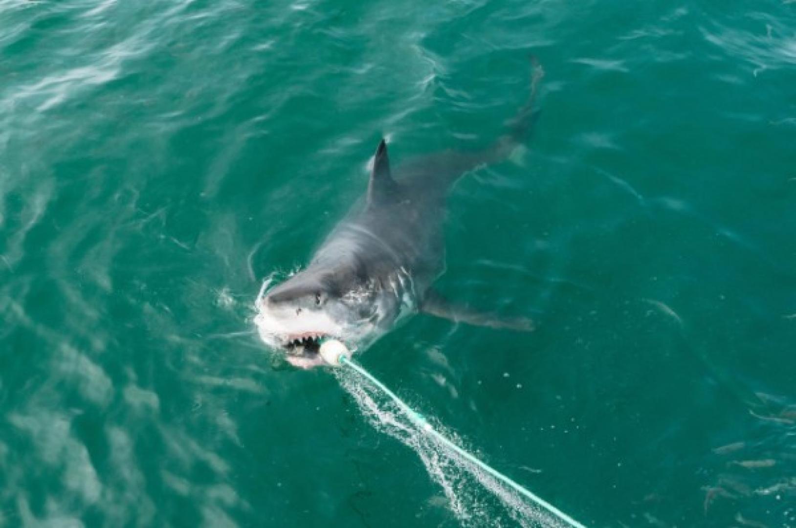 Maine sharks