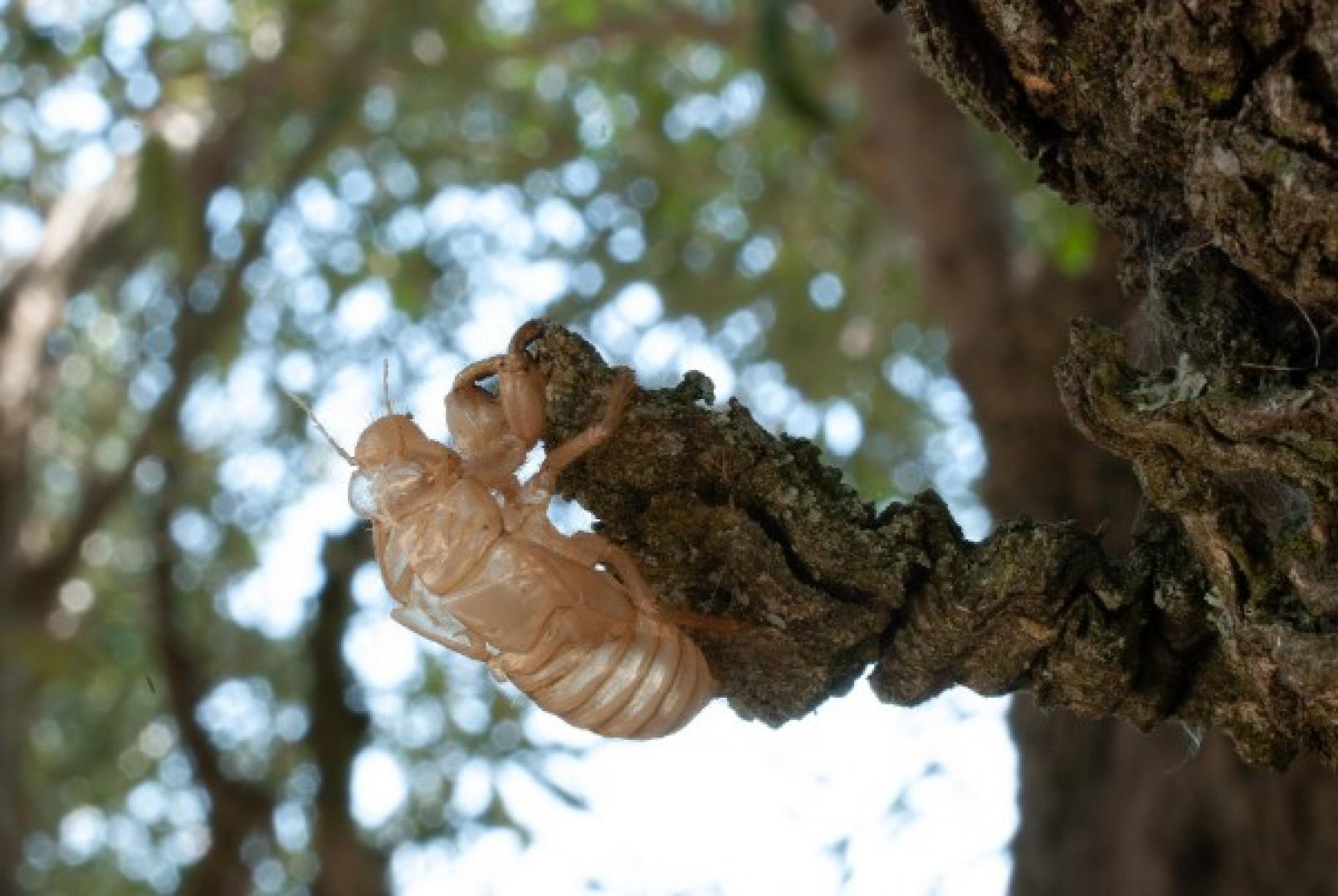 A cicada shell Brood X Cicadas: The Invasion