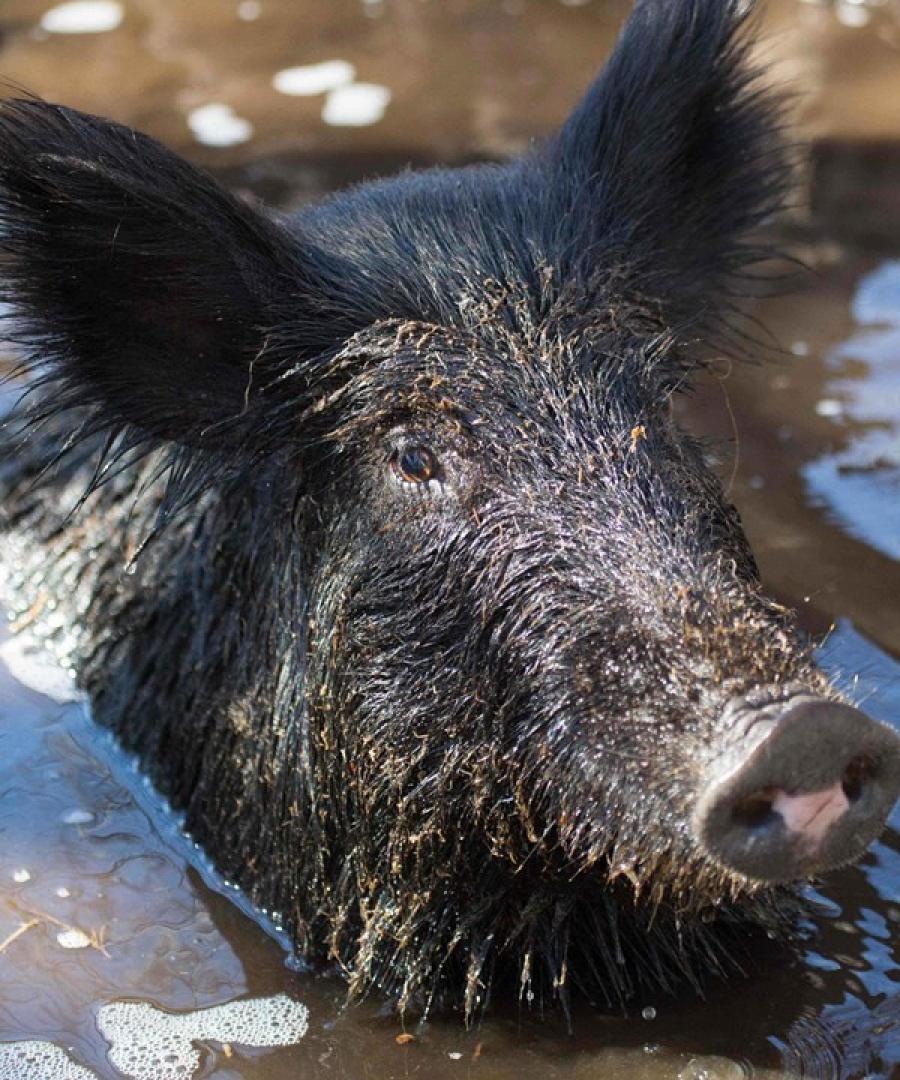 Feral hog in water hog hunting