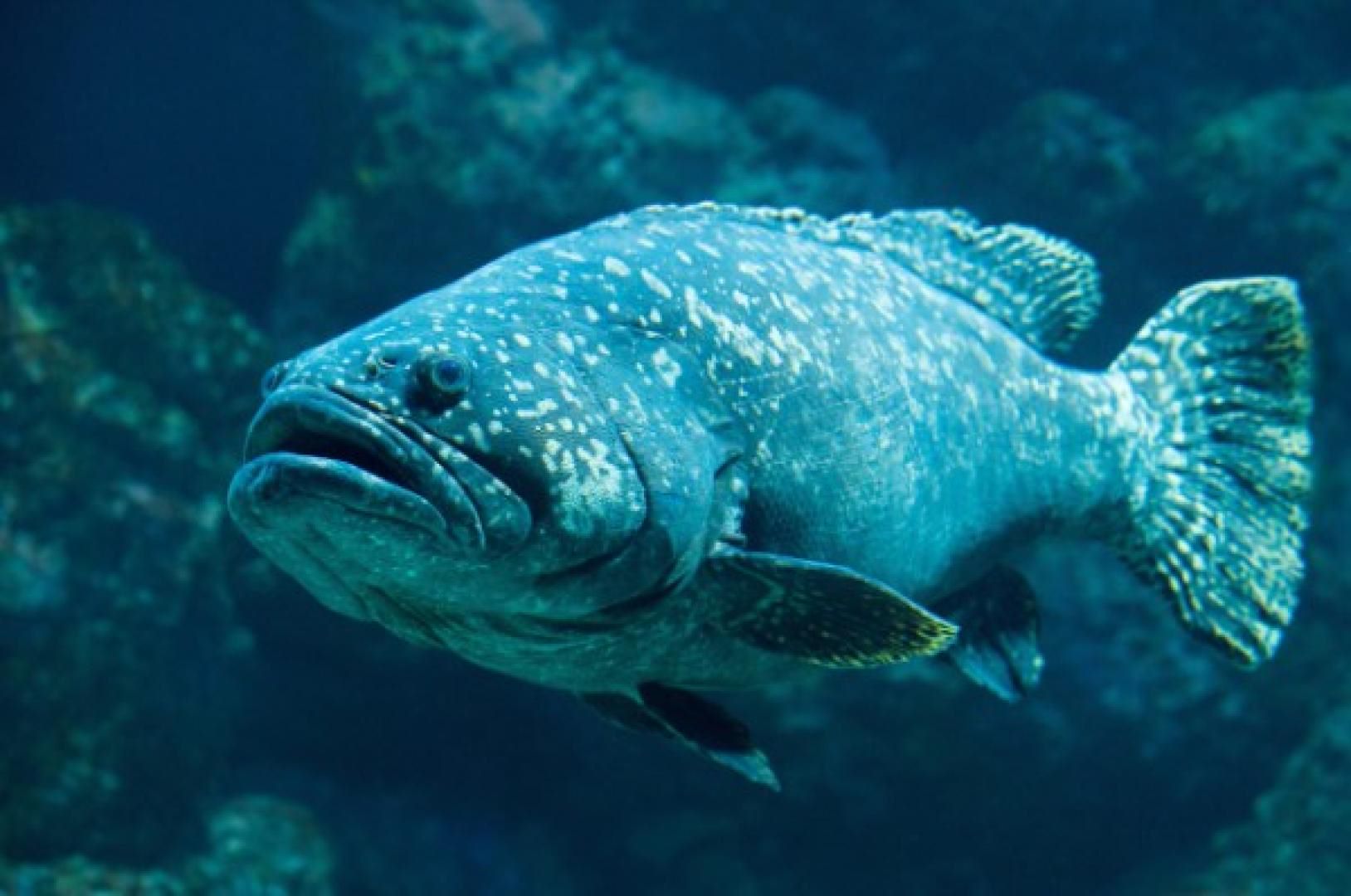 Goliath grouper Angler Catches Massive Goliath Grouper