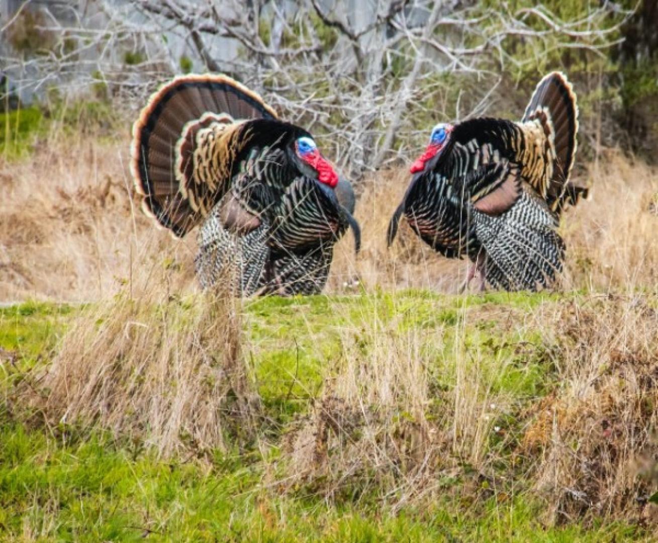 two turkeys wild turkey 101 expert turkey hunting tips