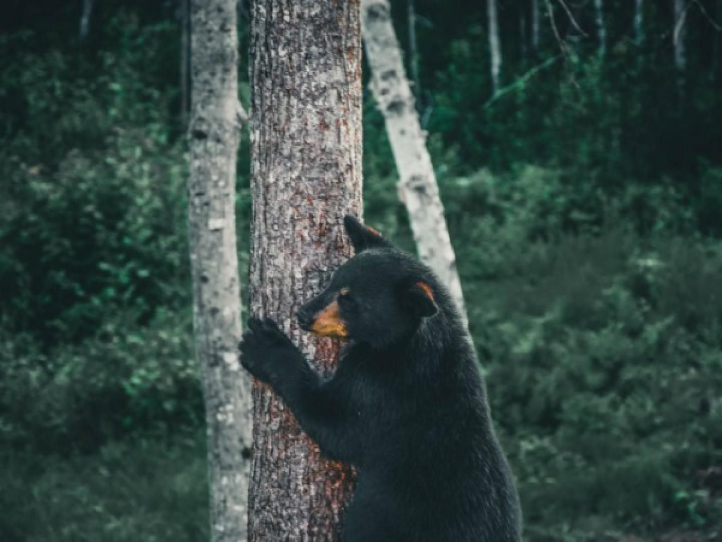 black bear scratching tree Vending Machines and Black Bears