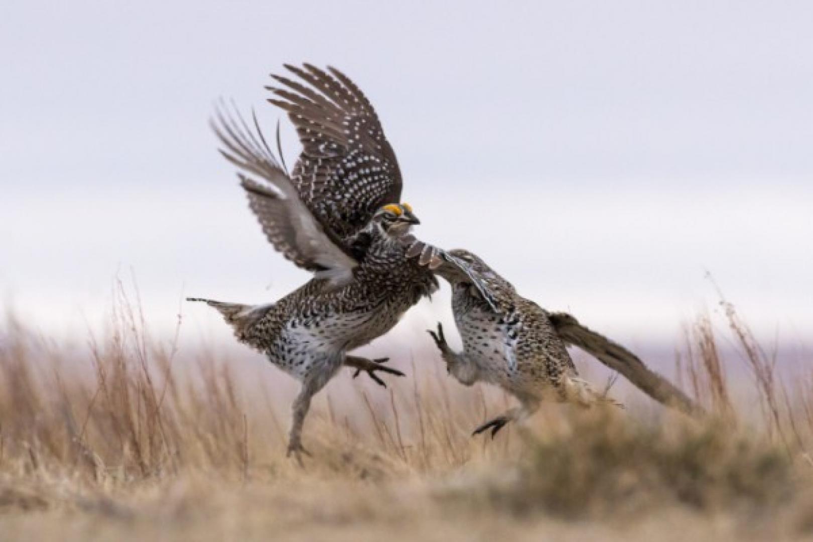 sharp-tailed grouse Sharp-Tailed Grouse Hunting