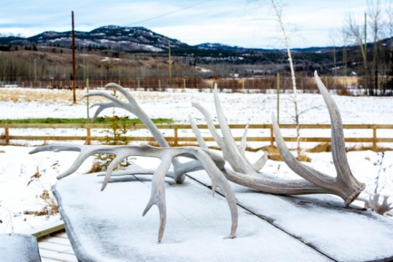 shed antler Experience Utah Shed Hunting Safely