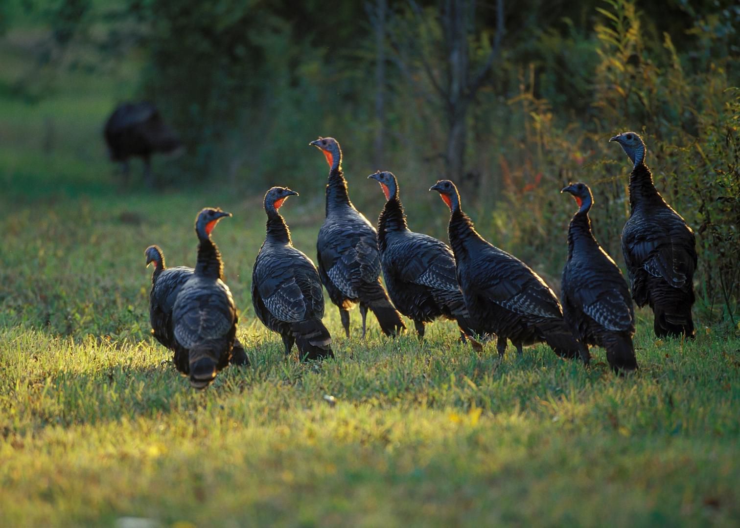 Turkey group Turkey Hunting Tips for a Successful Hunt The Turkey Population Crisis