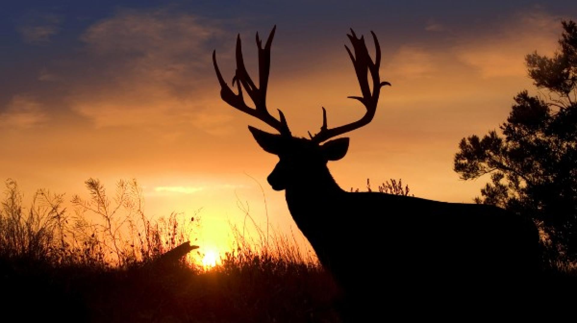 deer silhouette hunting season