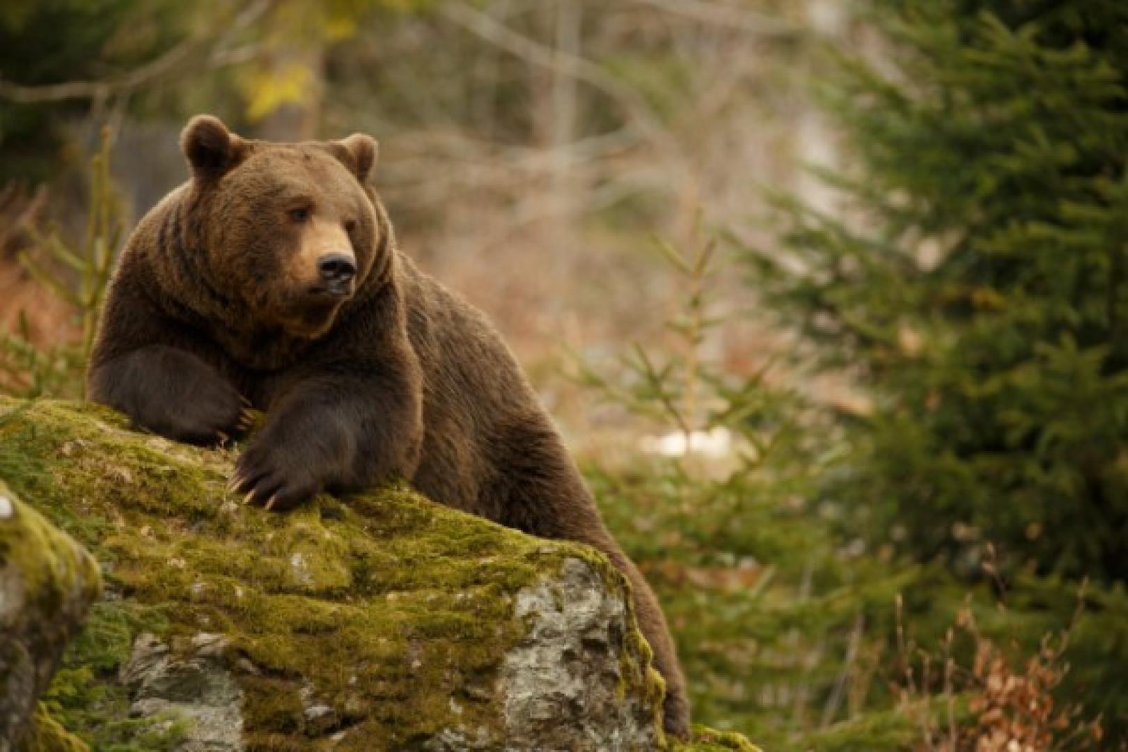 Grizzly bear lounging on ground grizzly bears