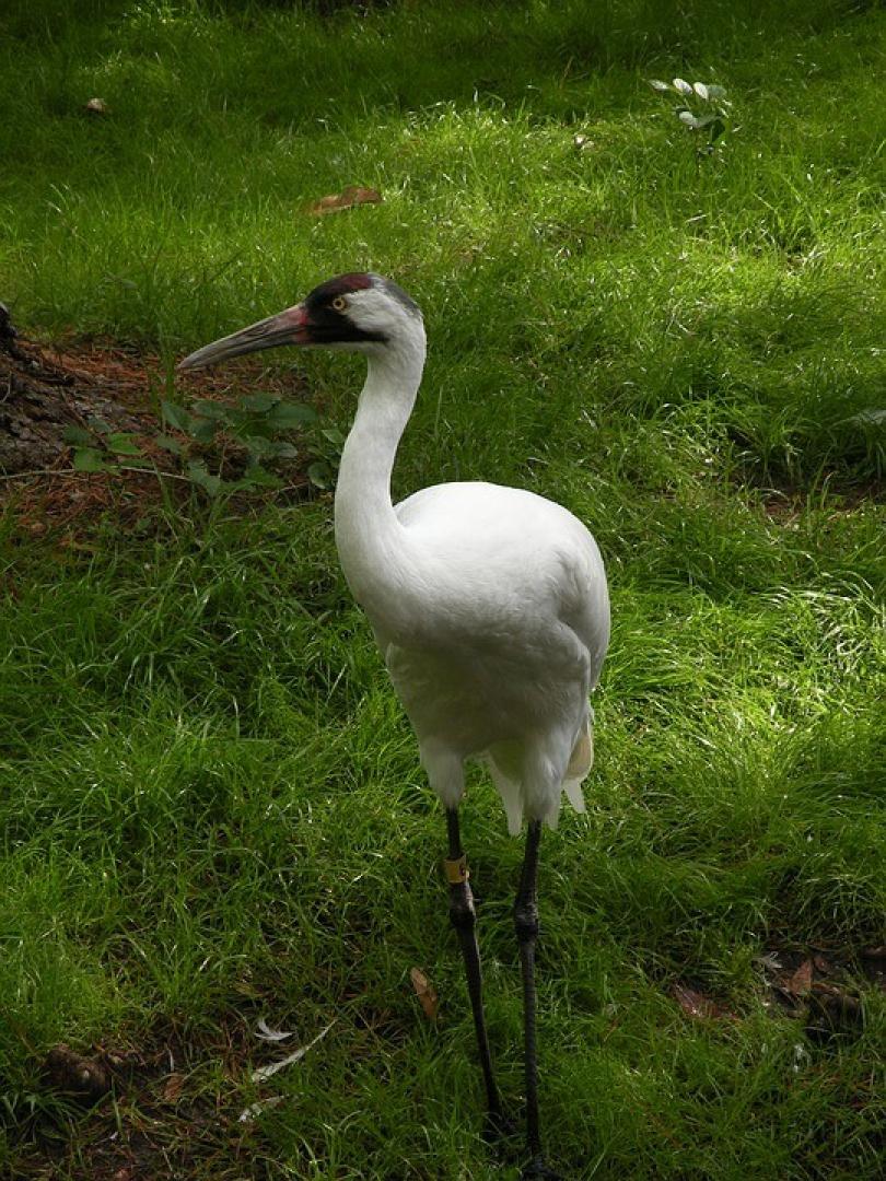 Whooping crane Whooping Crane Crime: Investigating the Deaths