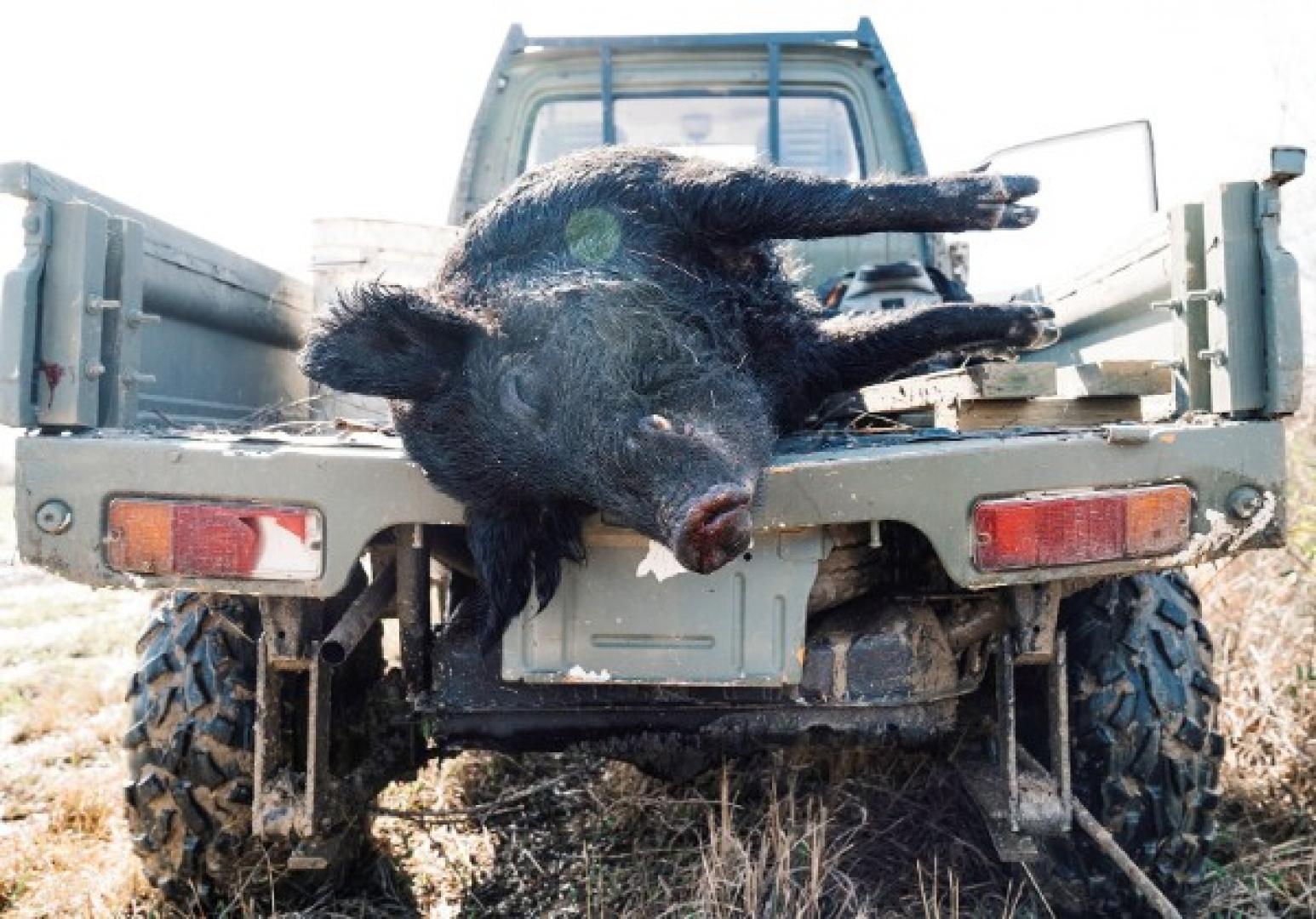 Hog in back of truck hog hunting