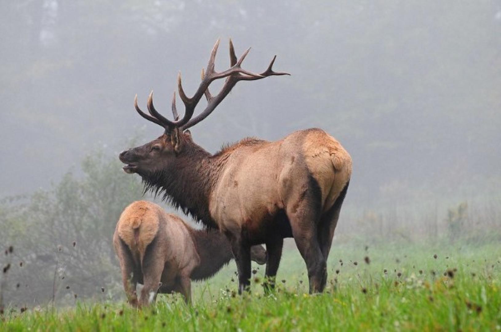 Two elk in field elk hunting elk hunting in Pennsylvania