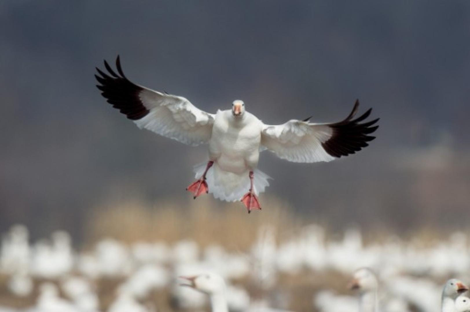 Snow goose flying Spring Snow Goose Conservation Order