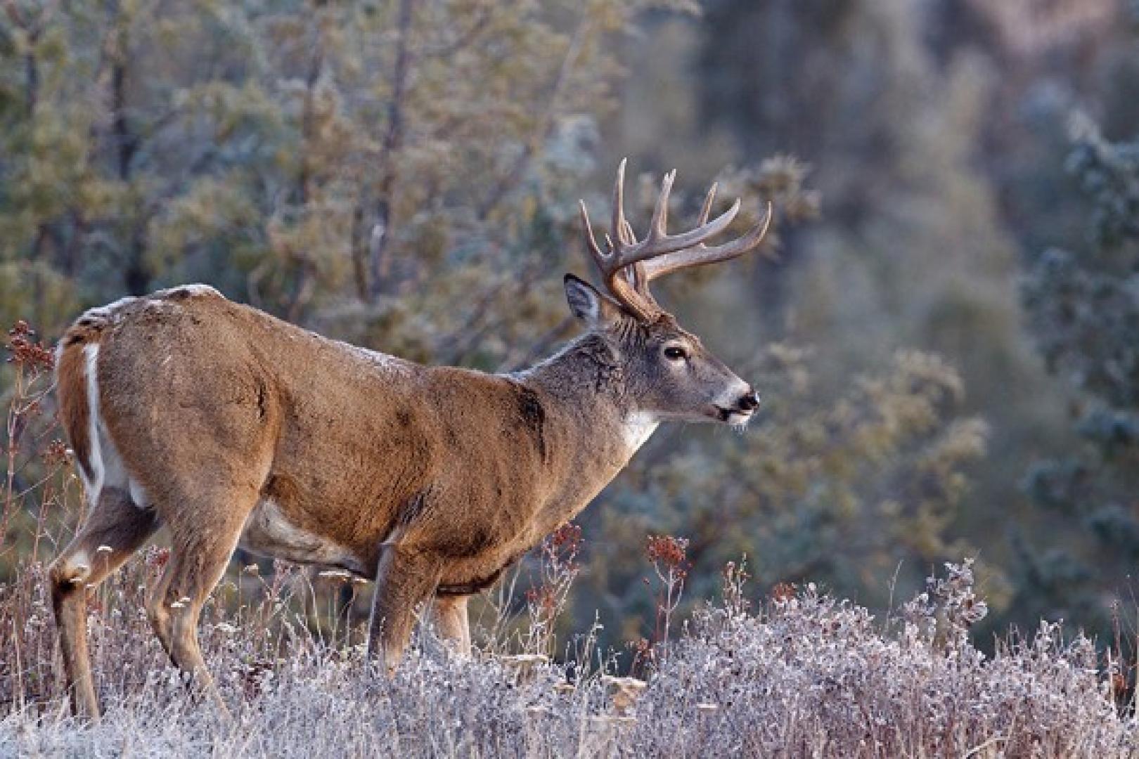 Buck looking into wilderness Record-Breaking Buck from Brennan Morris