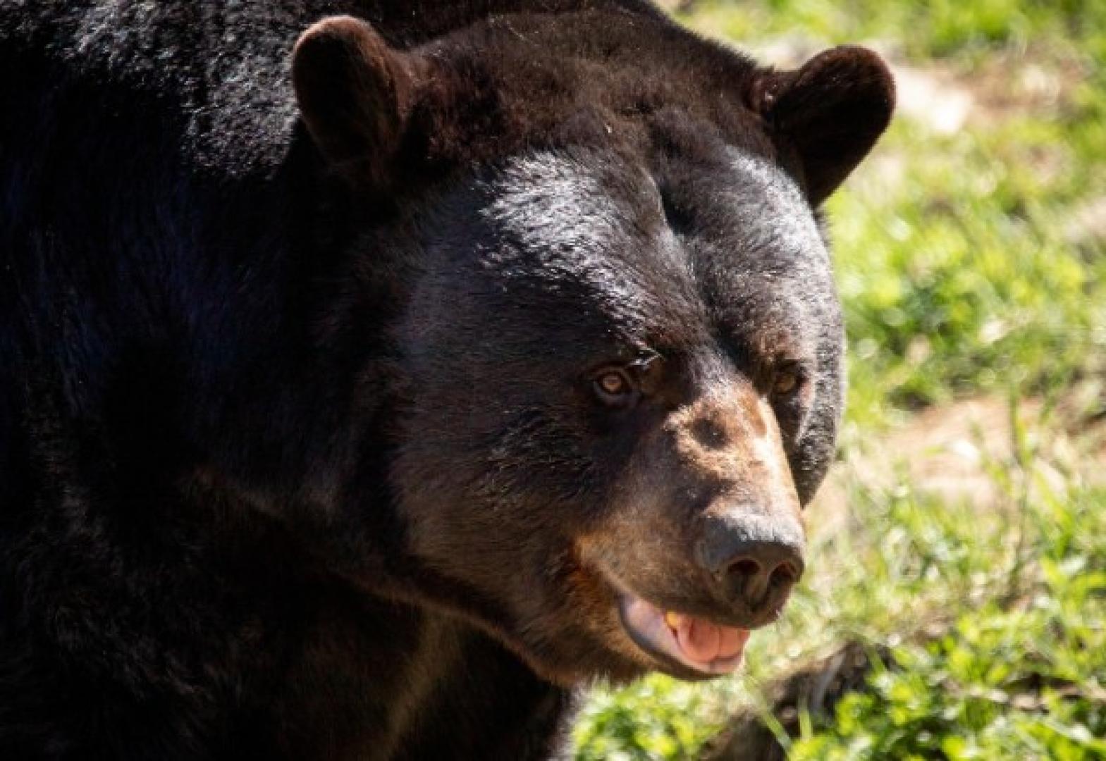 Black bear close-up black bear hunting