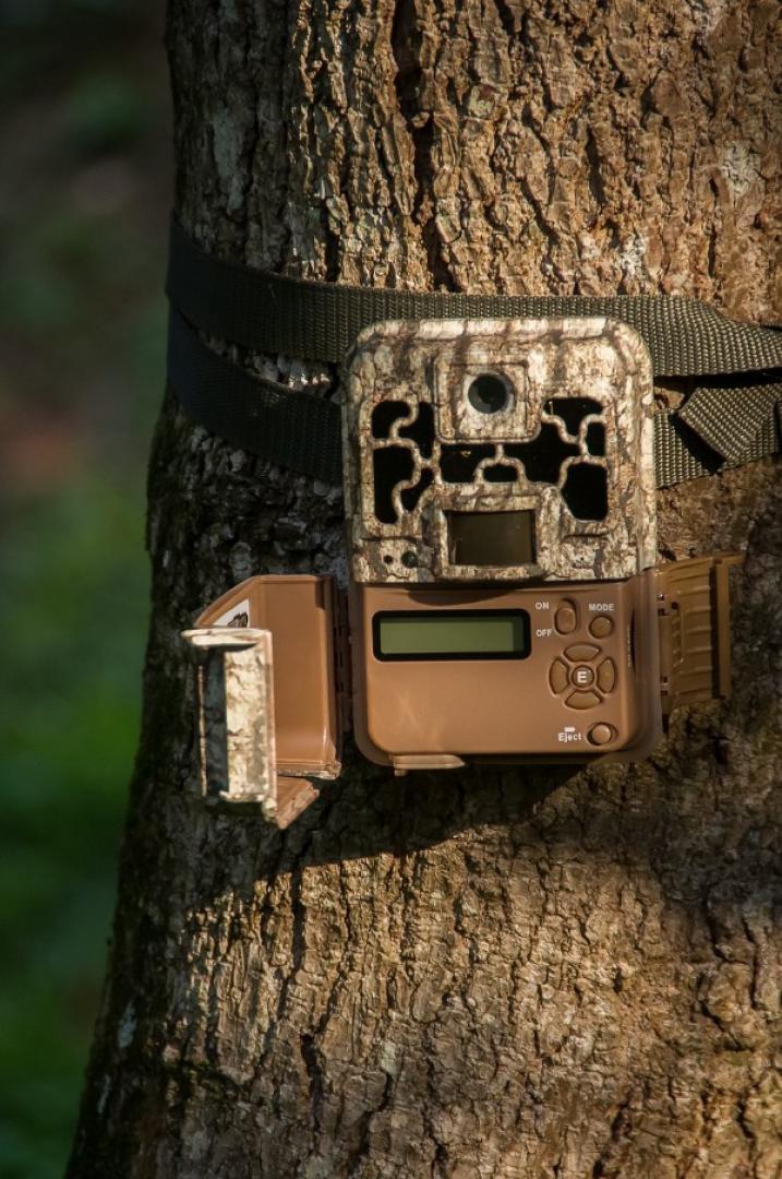 Trail camera on tree Arizona Trail Camera Ban: What Hunters Need to Know