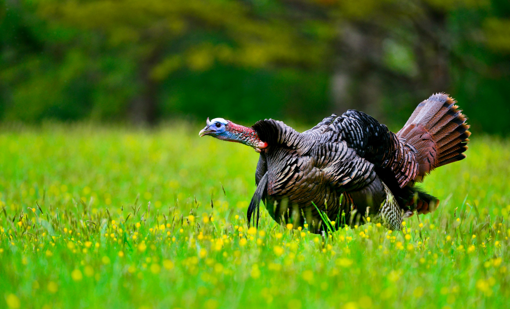 Turkey in green field