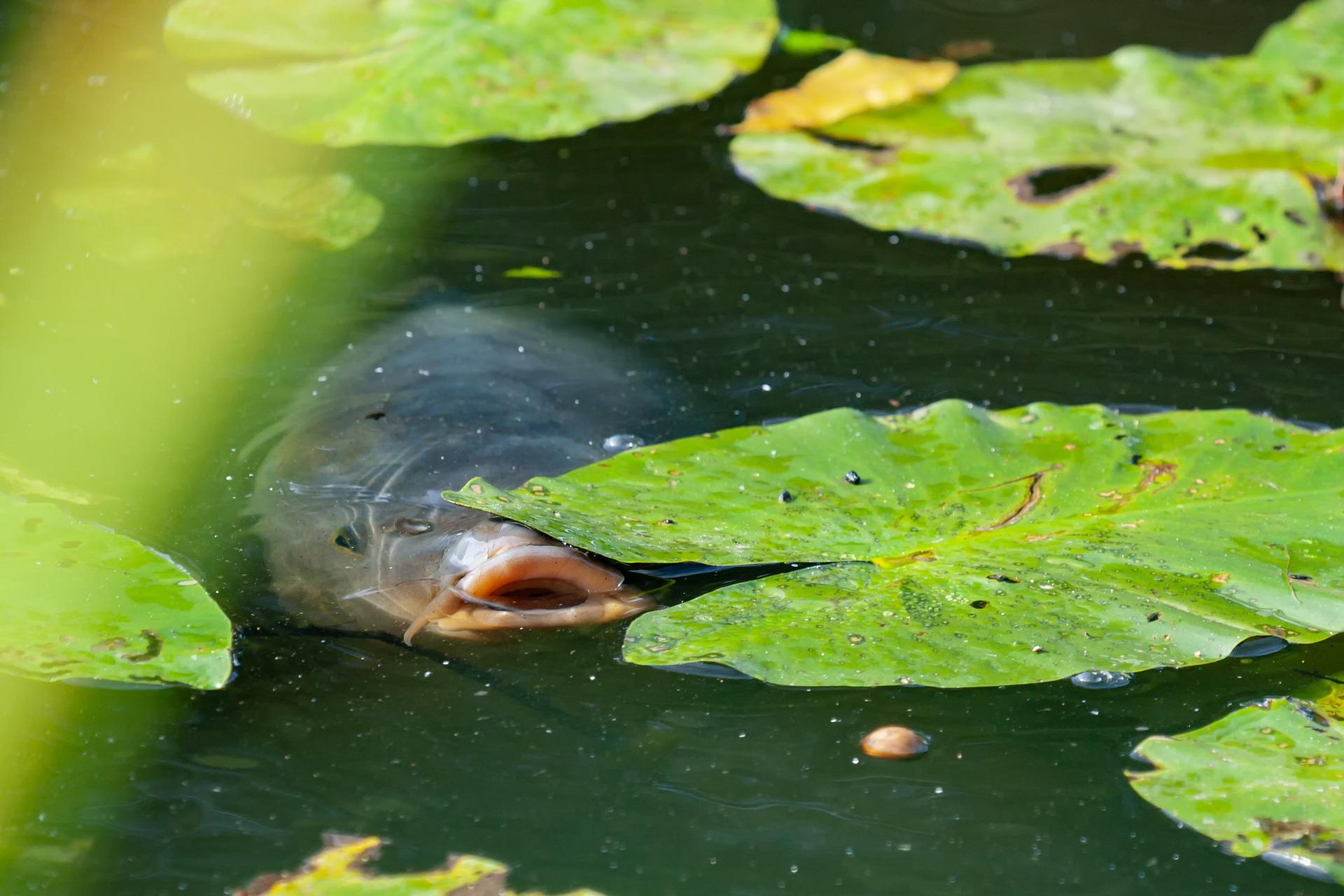 Catfish Make the Most of Summer Catfish With These Pro-Angler Tips