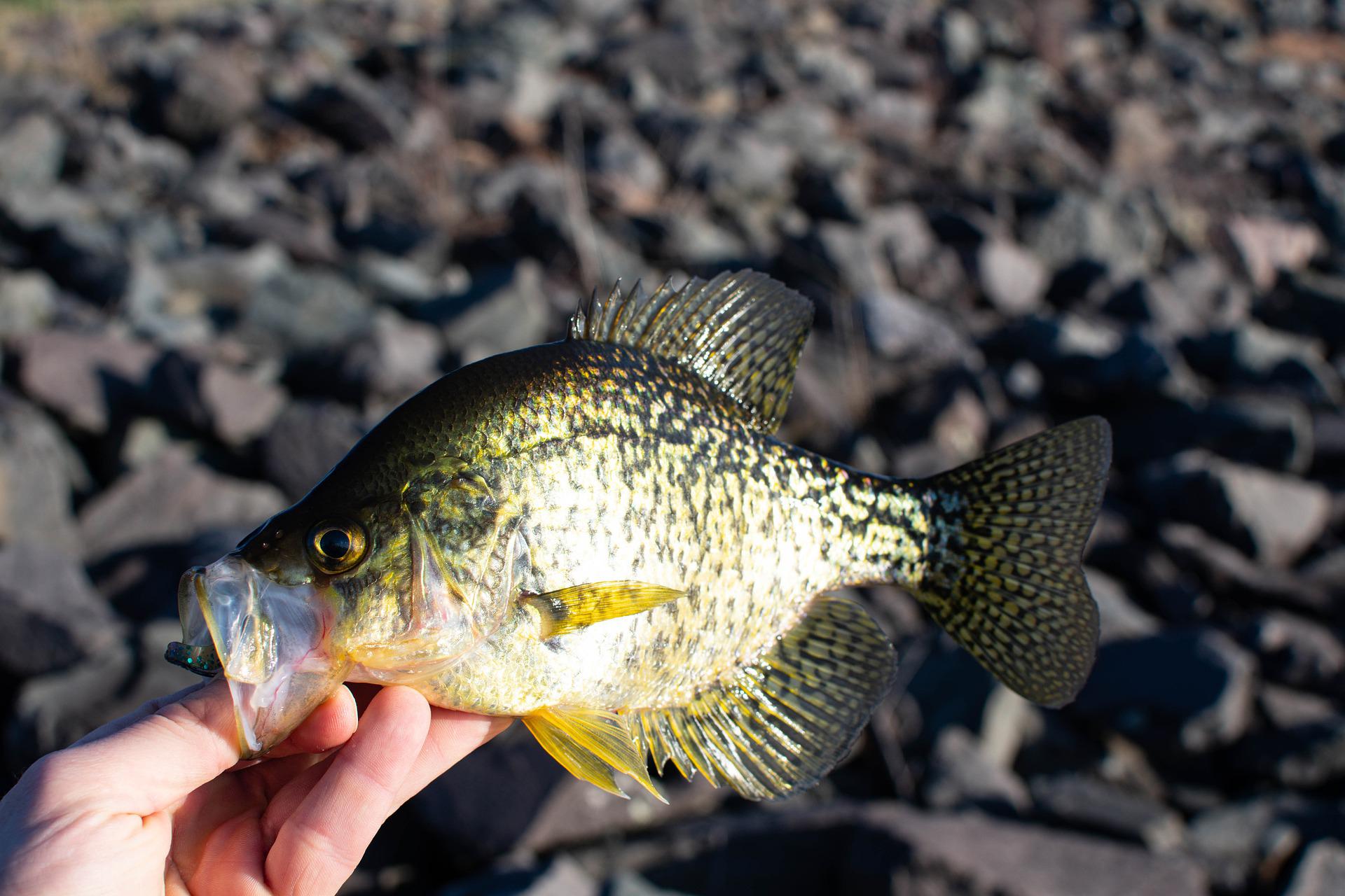 crappie 3 Tools and Tricks for Fall Crappie Mr. Crappie Slab-Slanger Cut Resistant Gloves