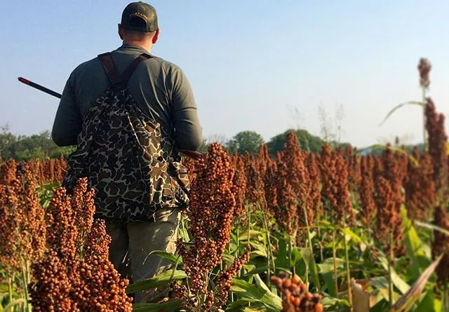 A dove hunter walking through a field. Fort Riley Redfin Introduces Sanibel Polarized Sunglasses