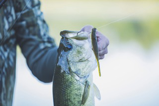 Shad shape worm Add the Aruku Shad Silent 75 to Your Tackle Box this Spring