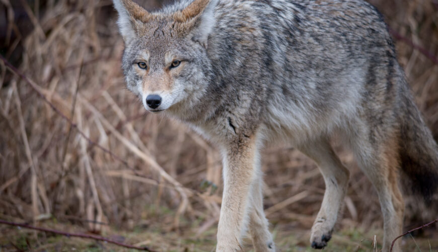 Calling Coyotes - iSportsman USA