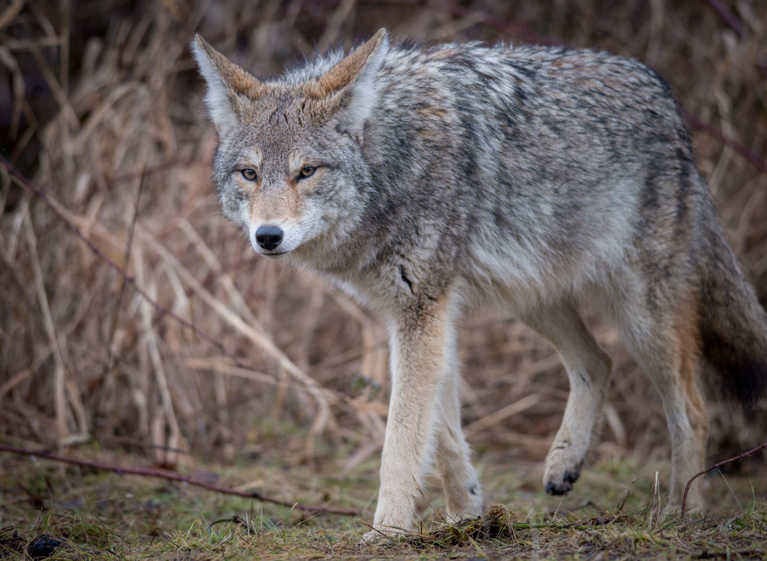 coyotes Understanding Coyote Predation