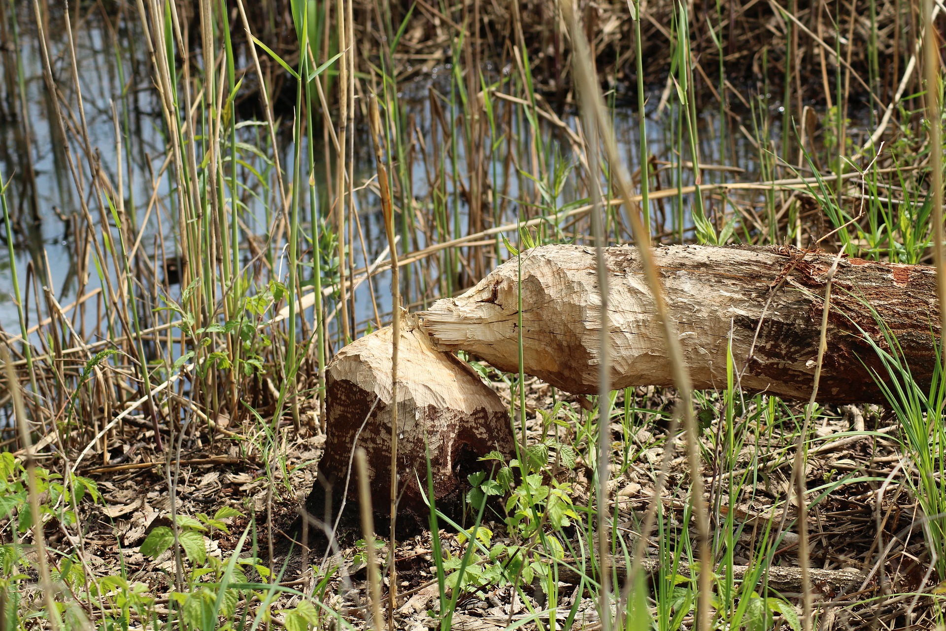 beaver trapping