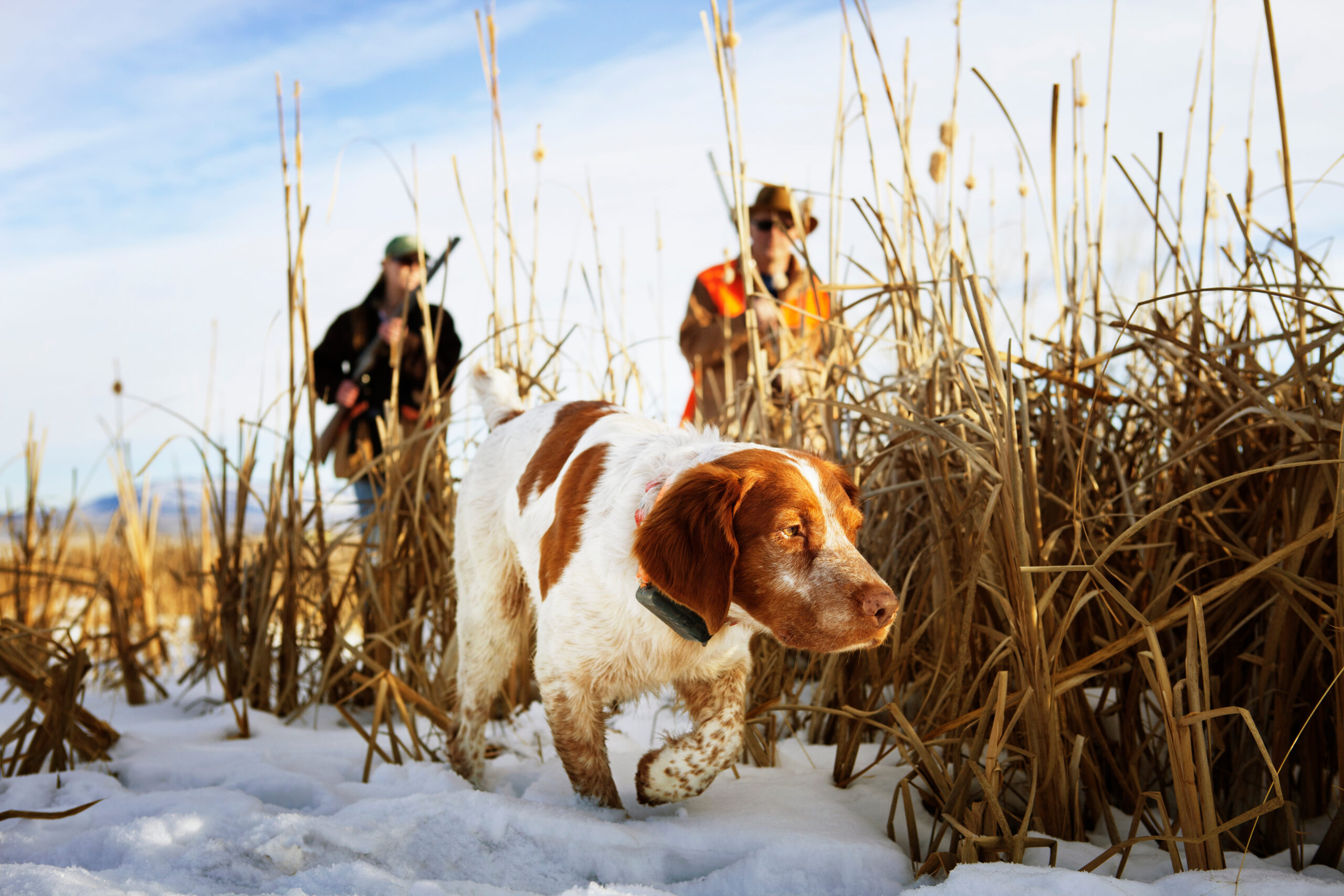 best dog hunting breeds Blessing of the Hounds on Thanksgiving