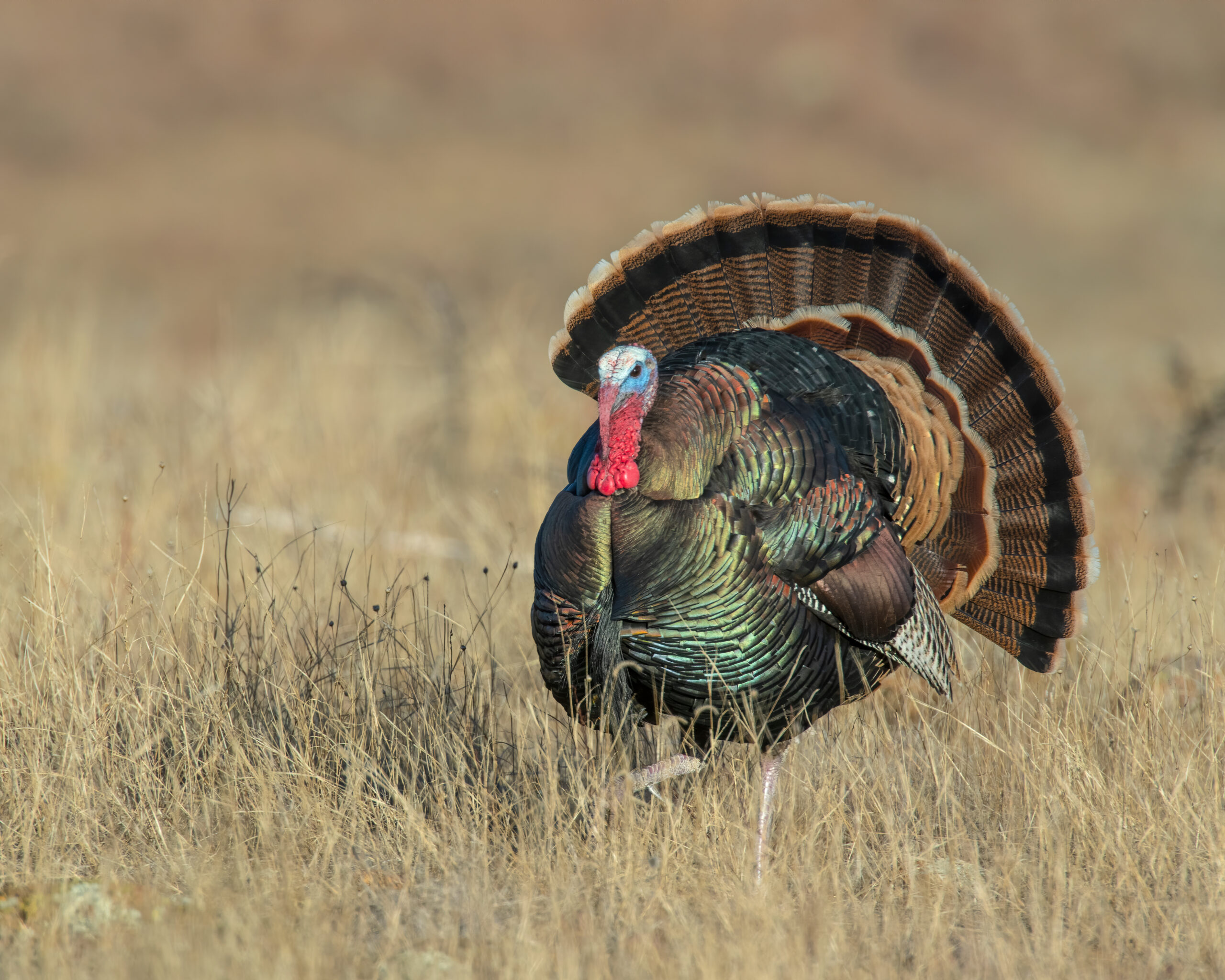 when does the turkey season start Turkey Hunting Setup Tips from an Expert