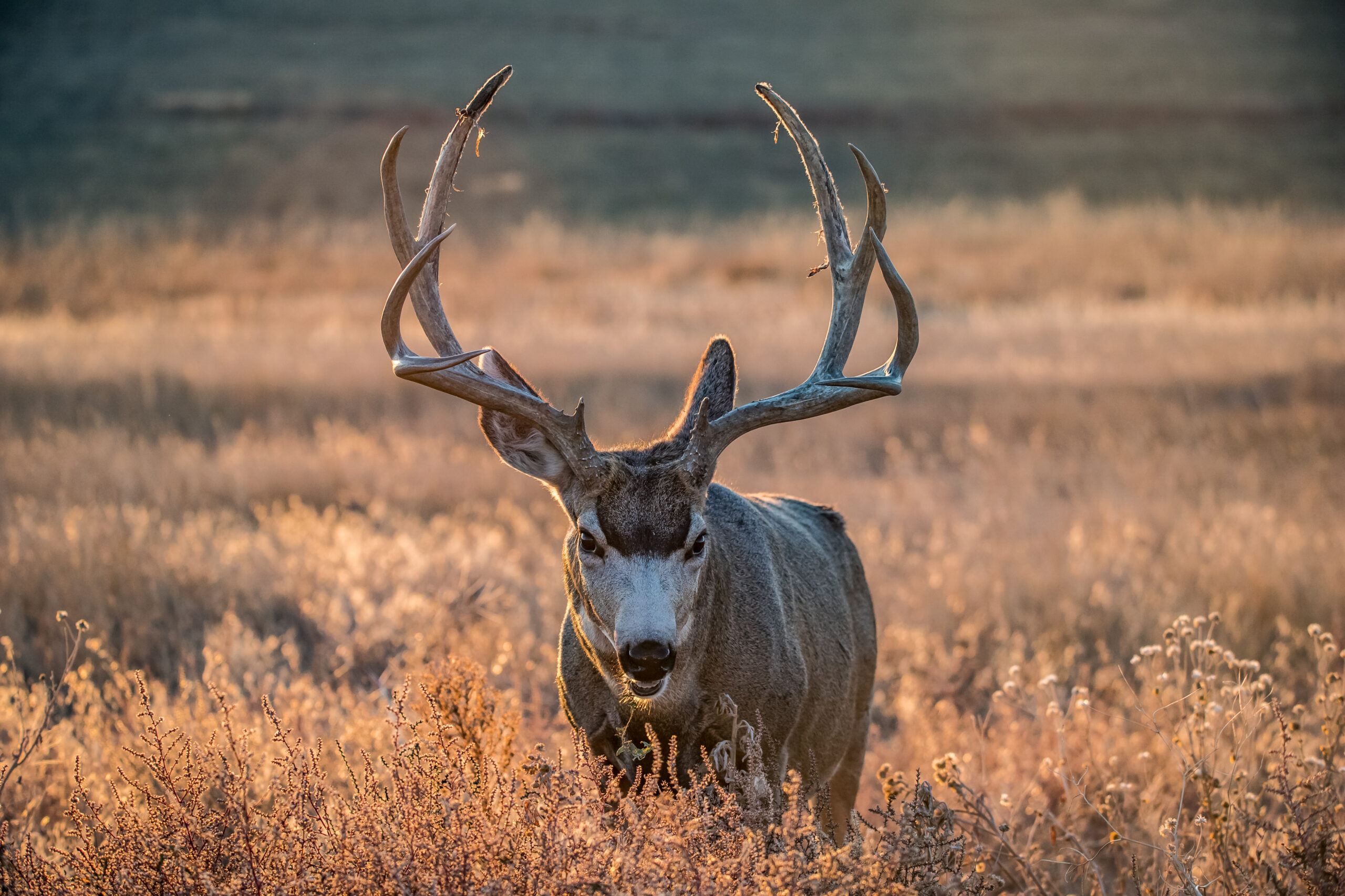deer muzzleloader hunting