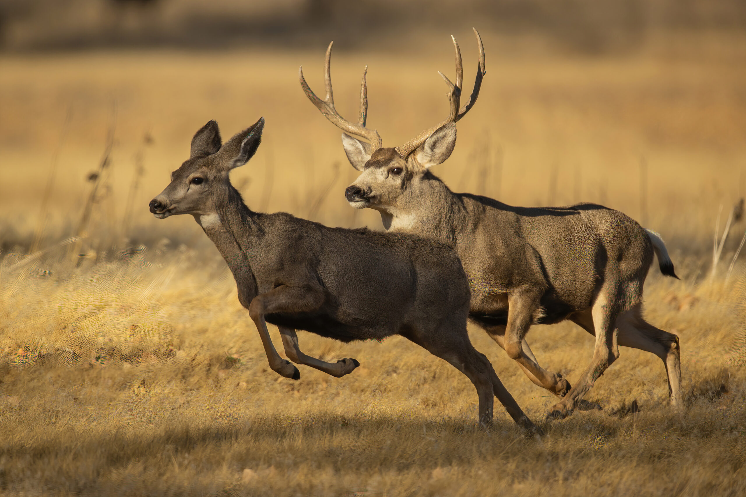 iSportsman mule deer desert hunts biggest bucks