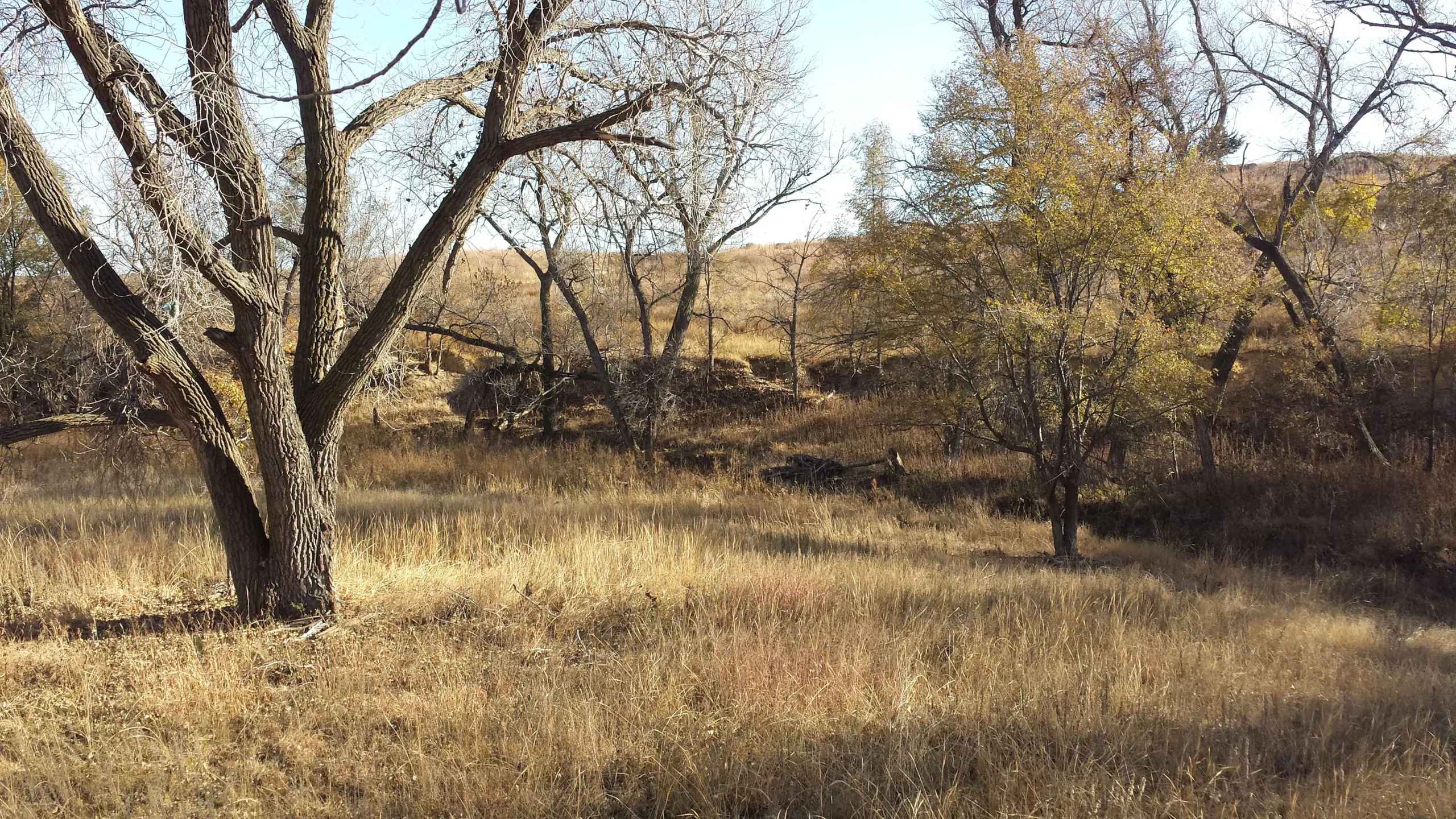 mule deer hunt Kansas