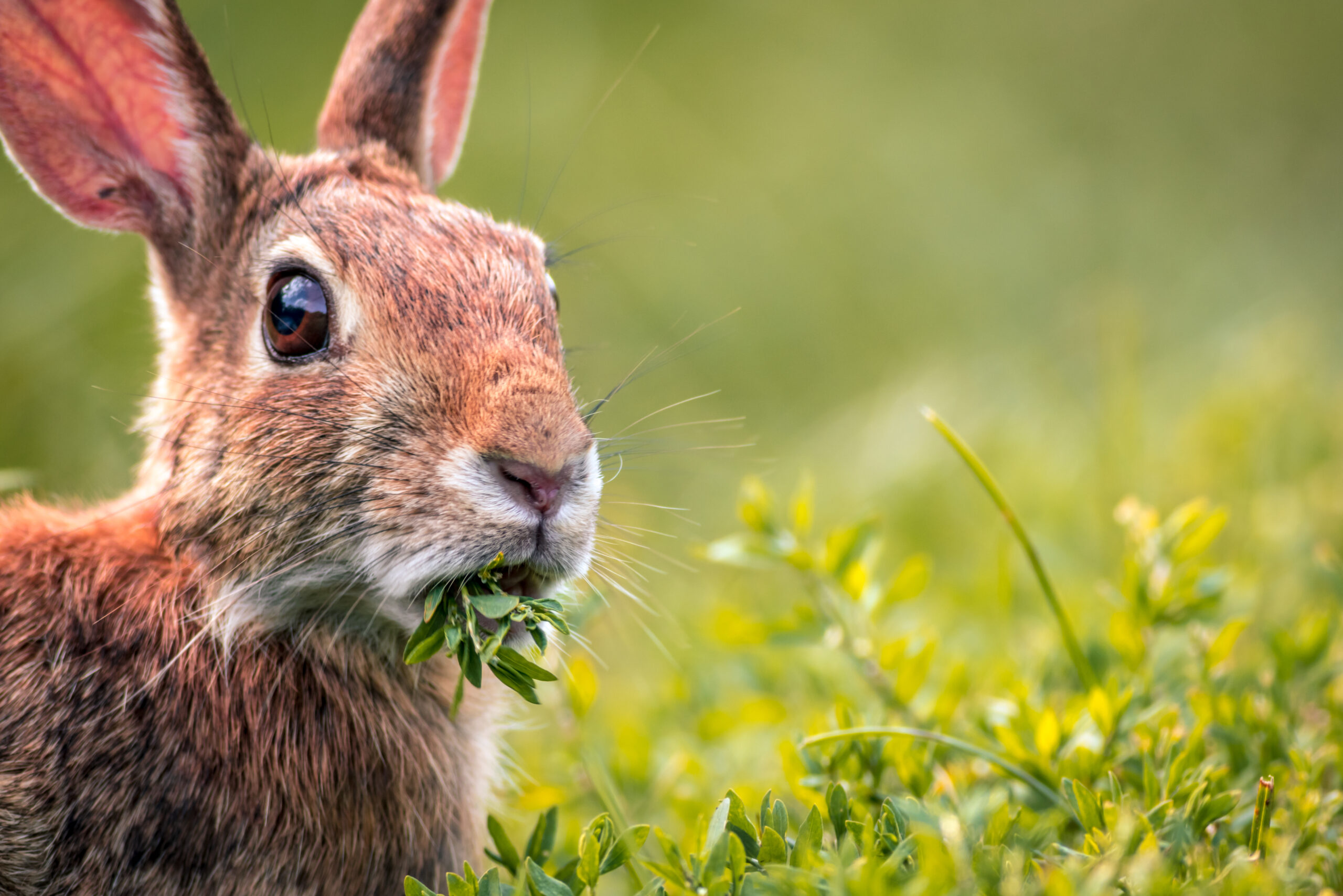 cottontail rabbit Rabbit Hunting at the Best Time of Year