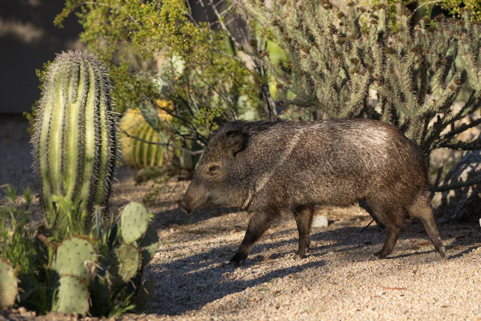Arizona Javelina Hunting at Fort Huachuca With iSportsman | iSportsman USA