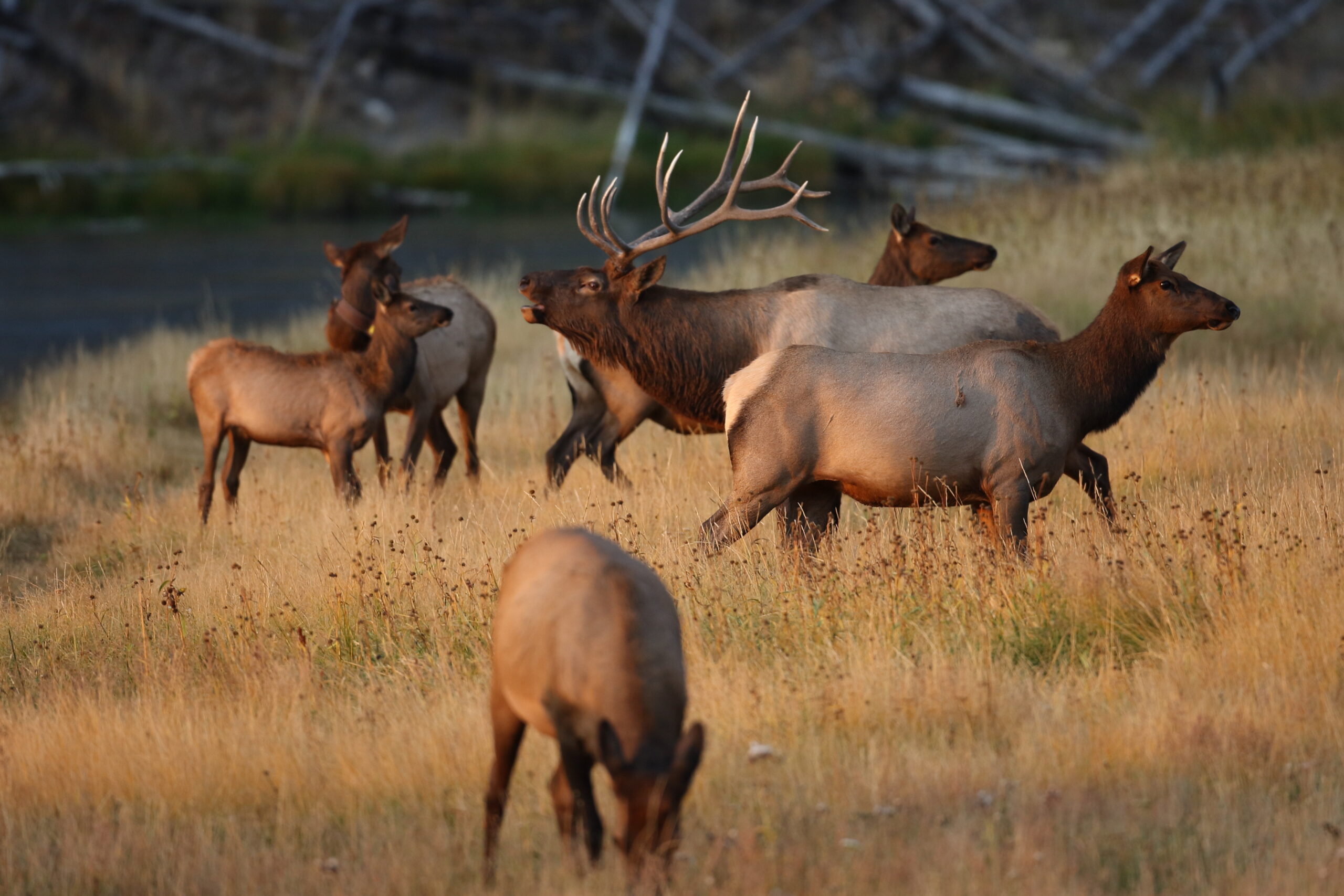 elk hunting in Colorado