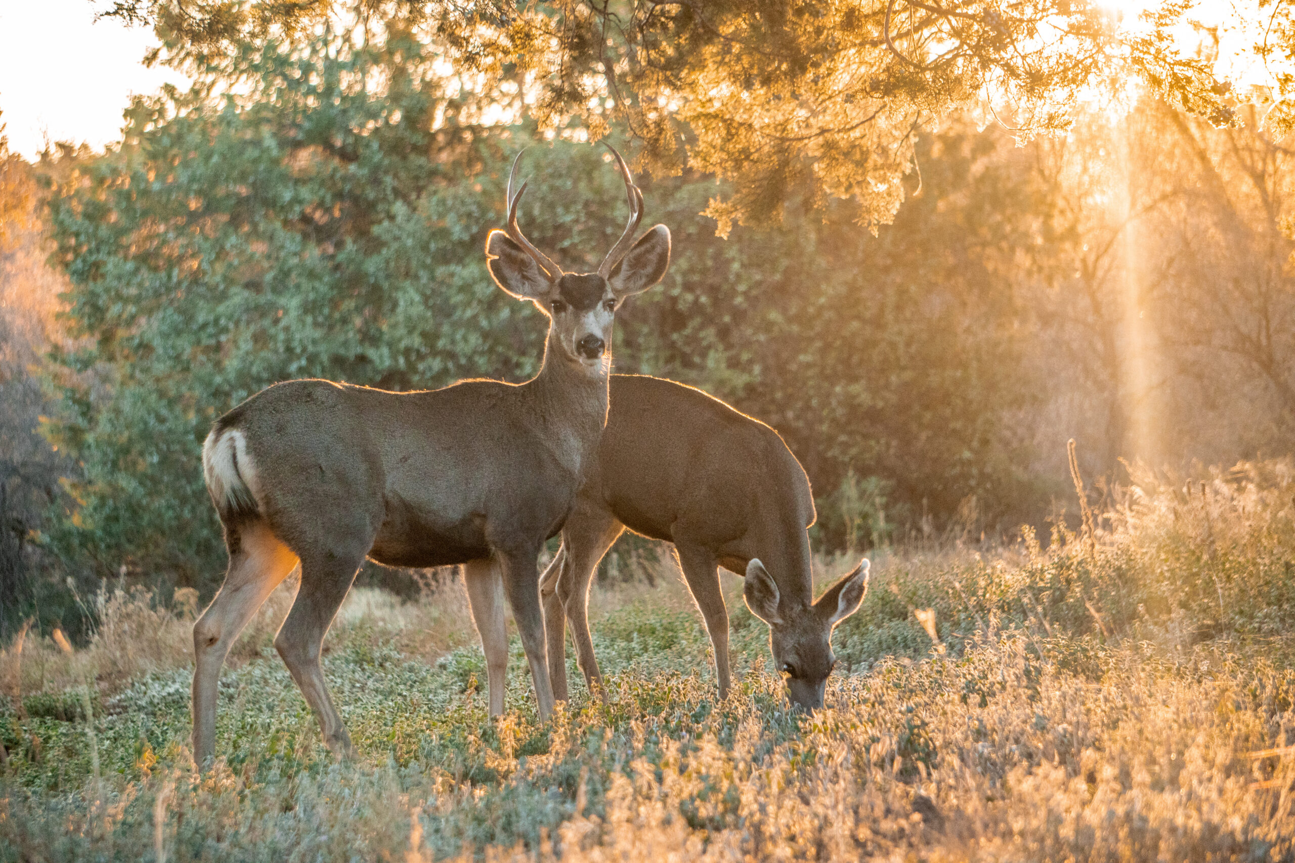 Fort Barfoot deer what do deer eat