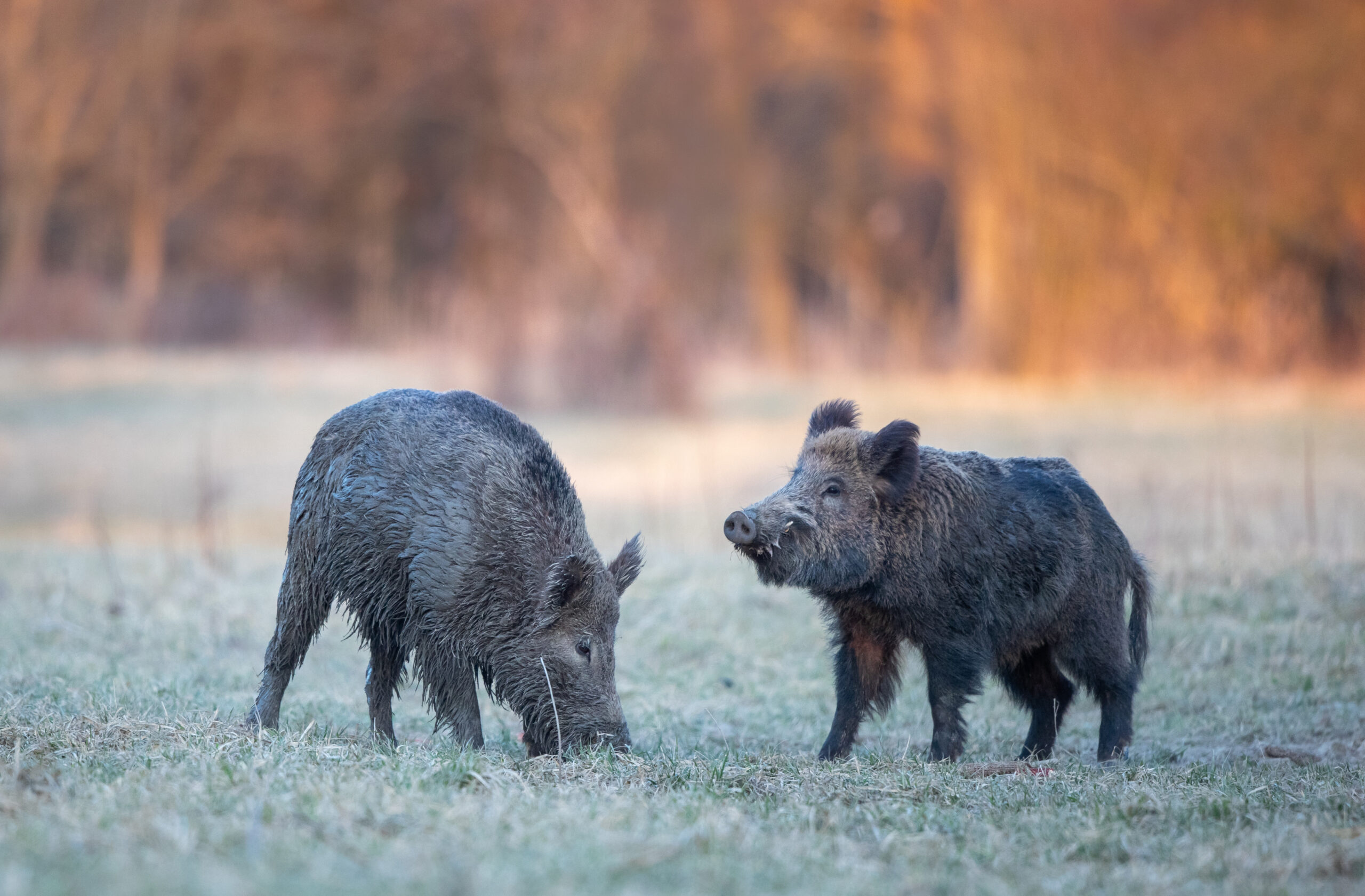 hog hunting in North Carolina