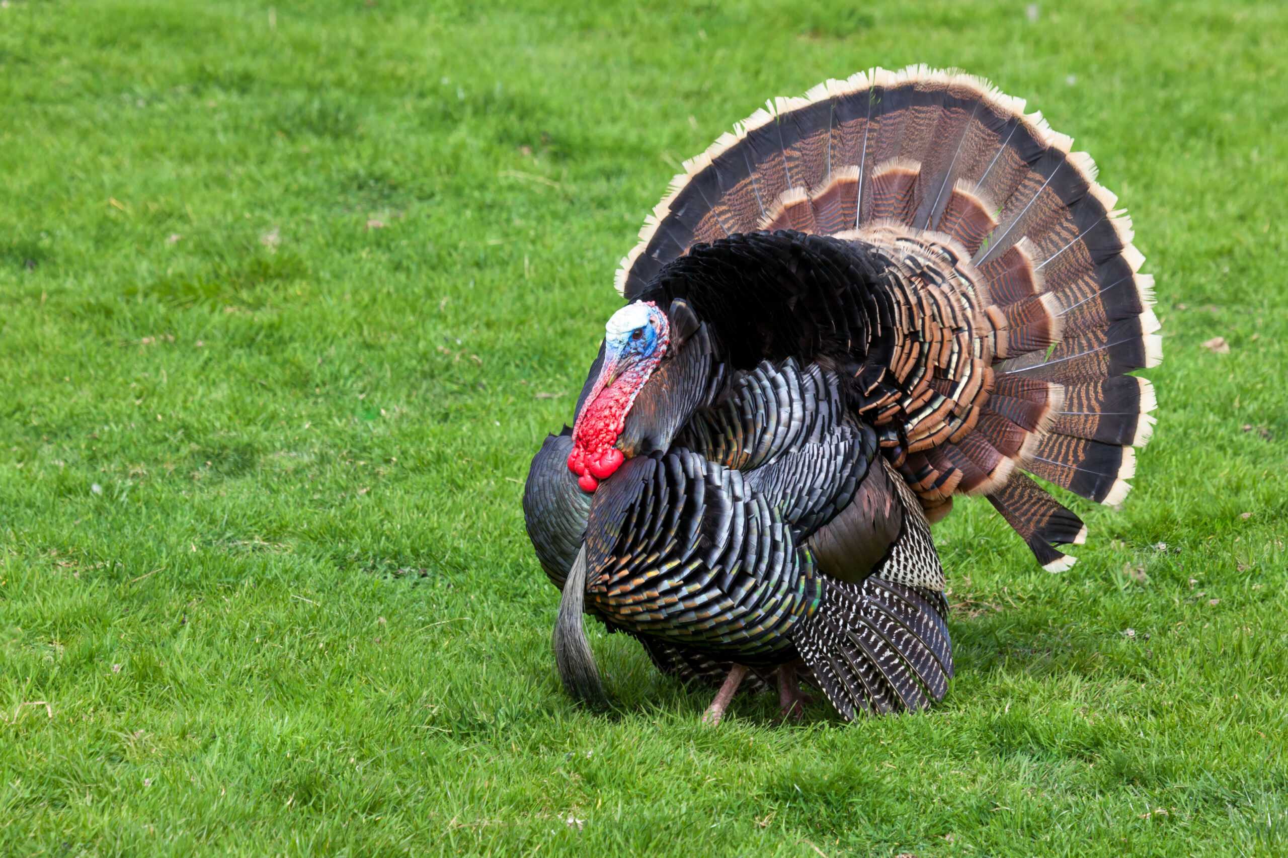 Atterbury-Muscatatuck The Significance of Thanksgiving Turkey