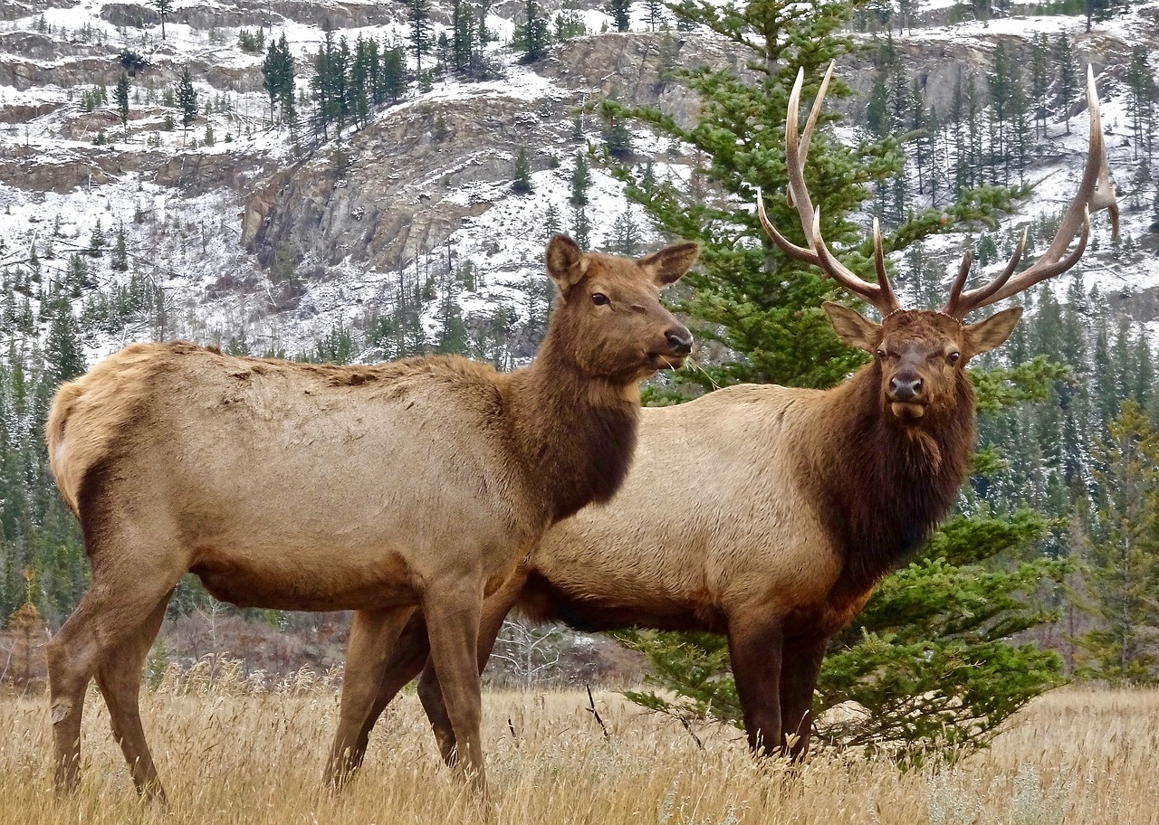 Nevada elk hunting