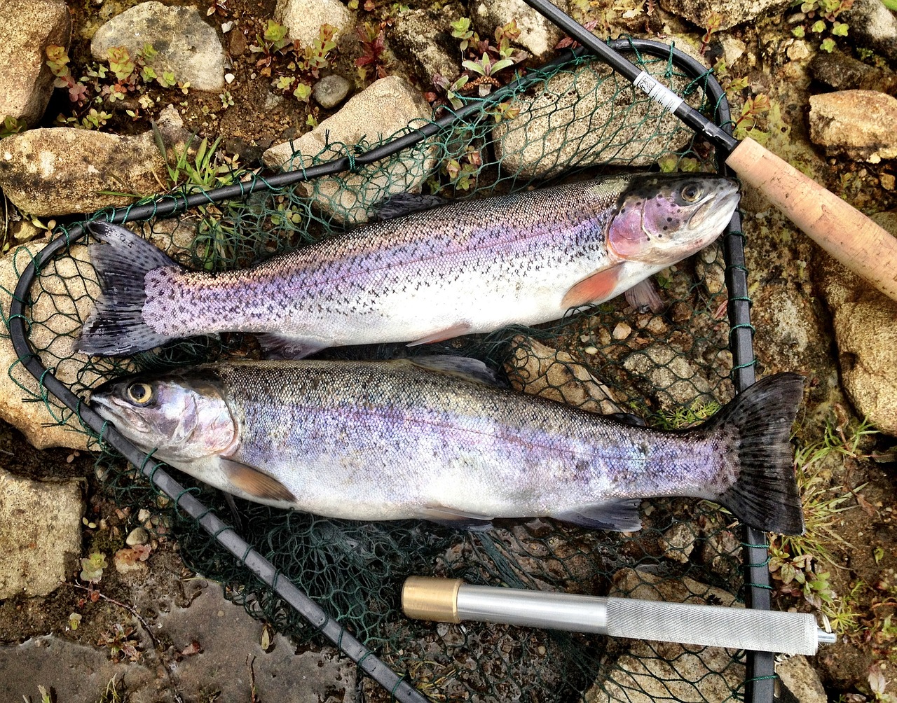 trout fishing smoked trout grilled cheese